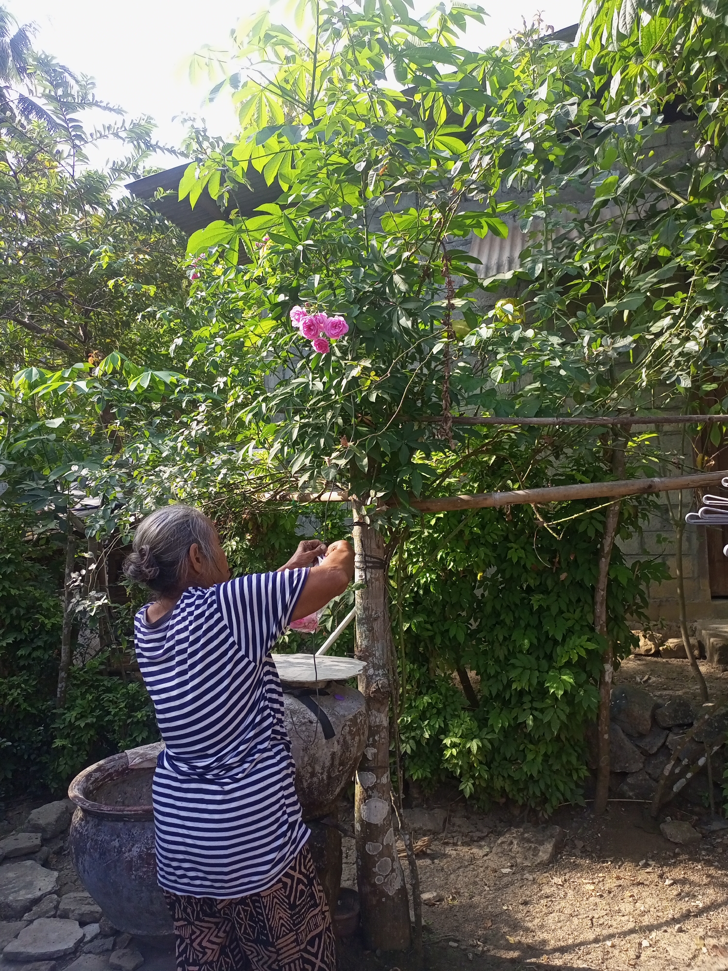 An elderly woman with gray hair pulled into a bun is standing in an outdoor setting, facing away from the camera and towards a tree. She is wearing a blue and white striped shirt and a patterned skirt. Her arms are raised as she appears to be tending to a pink rose bush growing on the tree. Behind her, there is a large, dark-colored pot and a smaller, lighter-colored pot. The background consists of lush green foliage, a building with a corrugated roof, and a stone wall. The ground is covered in dirt and scattered stones. The scene suggests a residential yard in Nanggulan, Indonesia, where the woman is engaged in gardening.