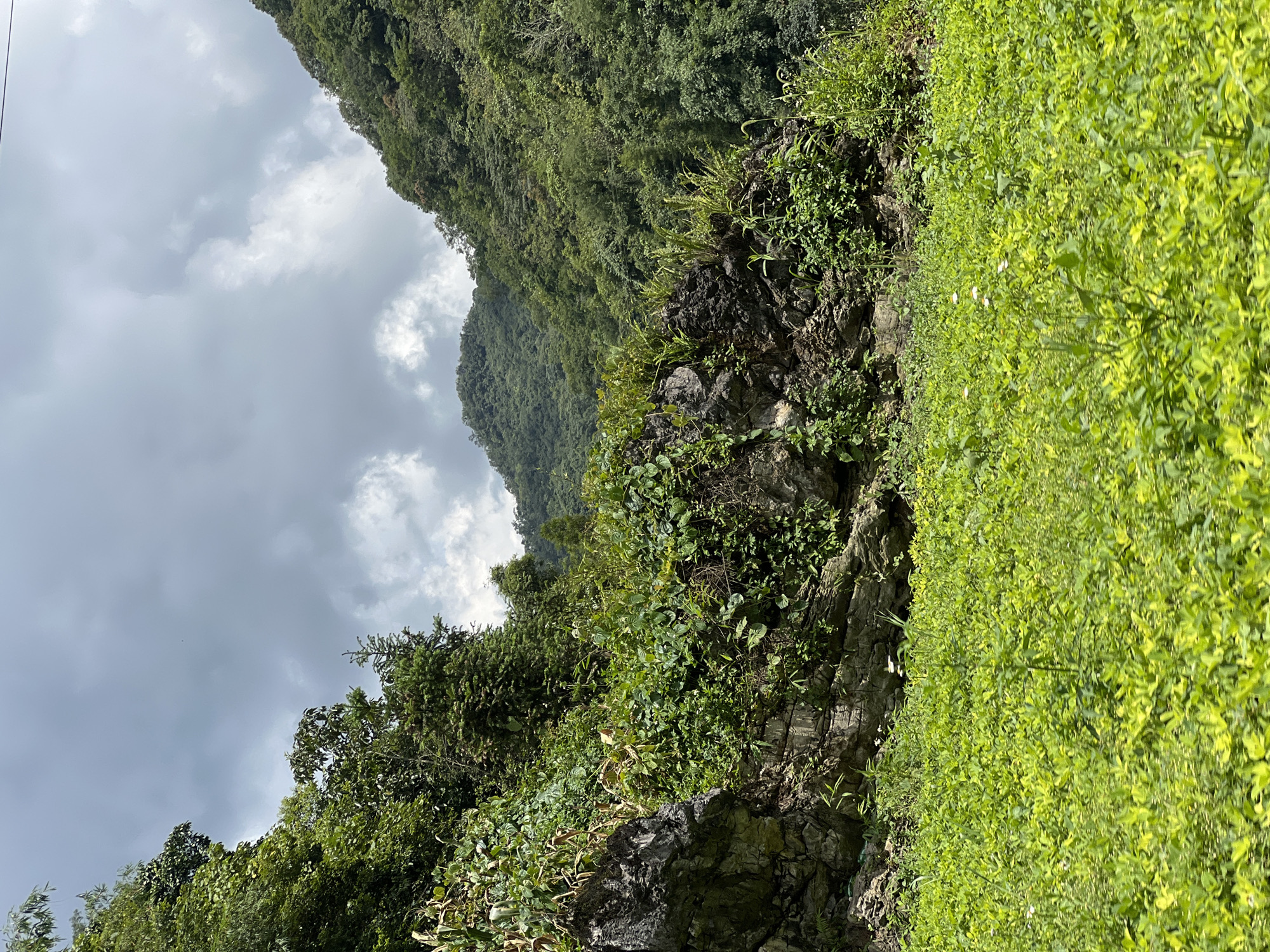 This is a scenic view of a lush green field in front of a rocky, overgrown hillside in Quản Bạ Commune, Vietnam. The foreground is dominated by a dense field of vibrant green plants, possibly crops or ground cover, stretching across the frame. Behind the field, a rugged, rocky incline rises, densely covered with various types of vegetation, including vines, leafy plants, and some taller trees. The rocks are layered and appear weathered. Further back, the landscape transitions into rolling green hills covered in thick, verdant forest. The sky above is overcast with dramatic, grey clouds, suggesting the possibility of rain. There are no people or animals visible in the image. The scene captures a natural, rural environment with a focus on the textures and colors of the vegetation and the geological features of the hillside.