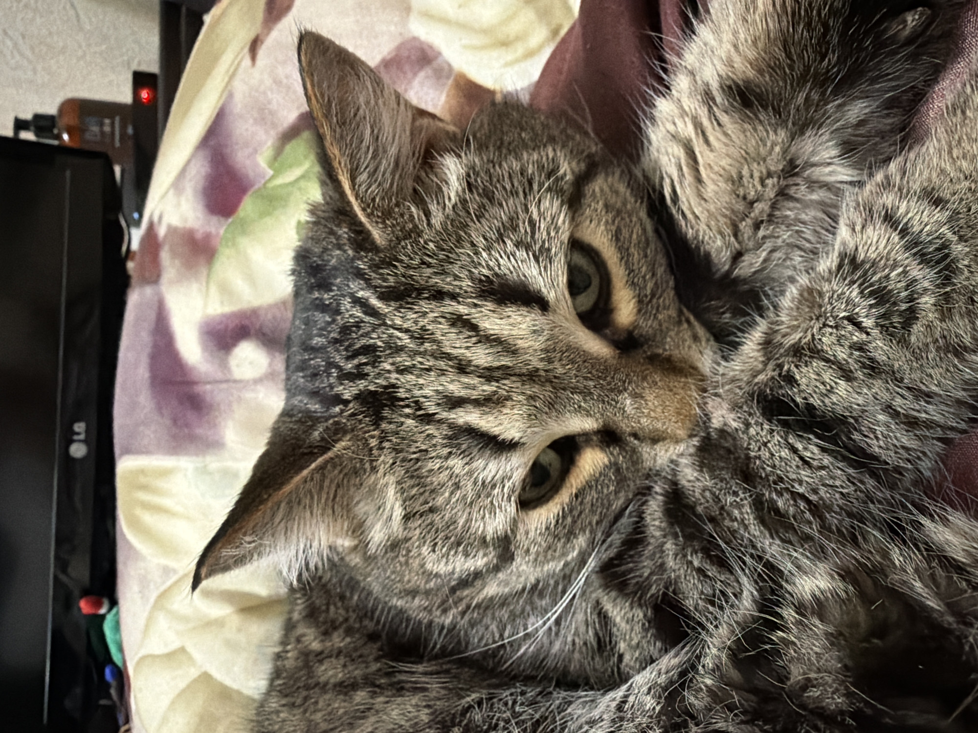 The image shows a close-up of a tabby cat lying on a patterned surface, possibly a blanket or bedding. The cat's head is in focus, with its eyes open and looking at the camera. The background includes a black object, possibly a TV, and a bottle with a red light on top. There is no information about the city of Izhevsk, Russia, in the image.
