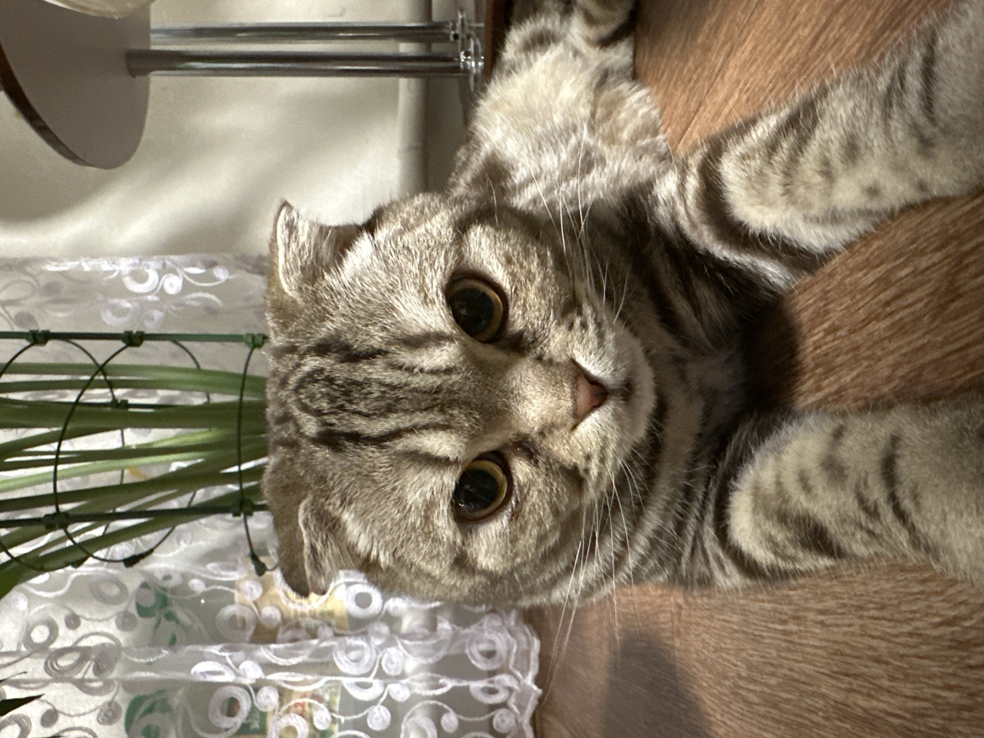 The image shows a Scottish Fold cat lying on a wooden floor. The cat has gray tabby fur, amber eyes, and folded ears. It is positioned with its head near a window decorated with a white lace curtain and a small trellis with green plants. A lamp or light fixture is visible in the background, attached to the wall.