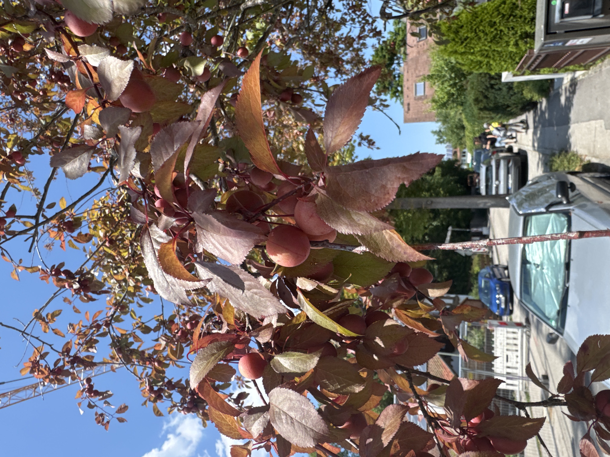 A street view in Höhenkirchen-Siegertsbrunn, Germany, on a clear, sunny day. In the foreground, a tree with dark red leaves and numerous small red fruits, possibly plums or cherries, is heavily laden. The branches obscure much of the background. A silver car is parked in the foreground, partially obscuring a sidewalk and a street. A blue car is driving down the street, and beyond it, a sidewalk is visible with several people. One person is riding an electric scooter, and two others are walking. Houses with red-tiled roofs and lush green trees and hedges line the street. A construction crane is visible in the far distance, against the bright blue sky.