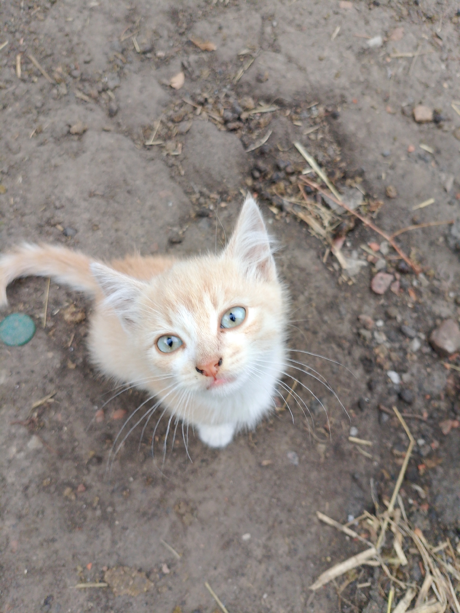 A kitten is looking up at the camera while sitting on the ground. The kitten is light orange and white with blue eyes. The kitten's tail is curled up behind it. The ground is dirt with some small rocks and dried grass. The image is taken from a high angle, looking down at the kitten.