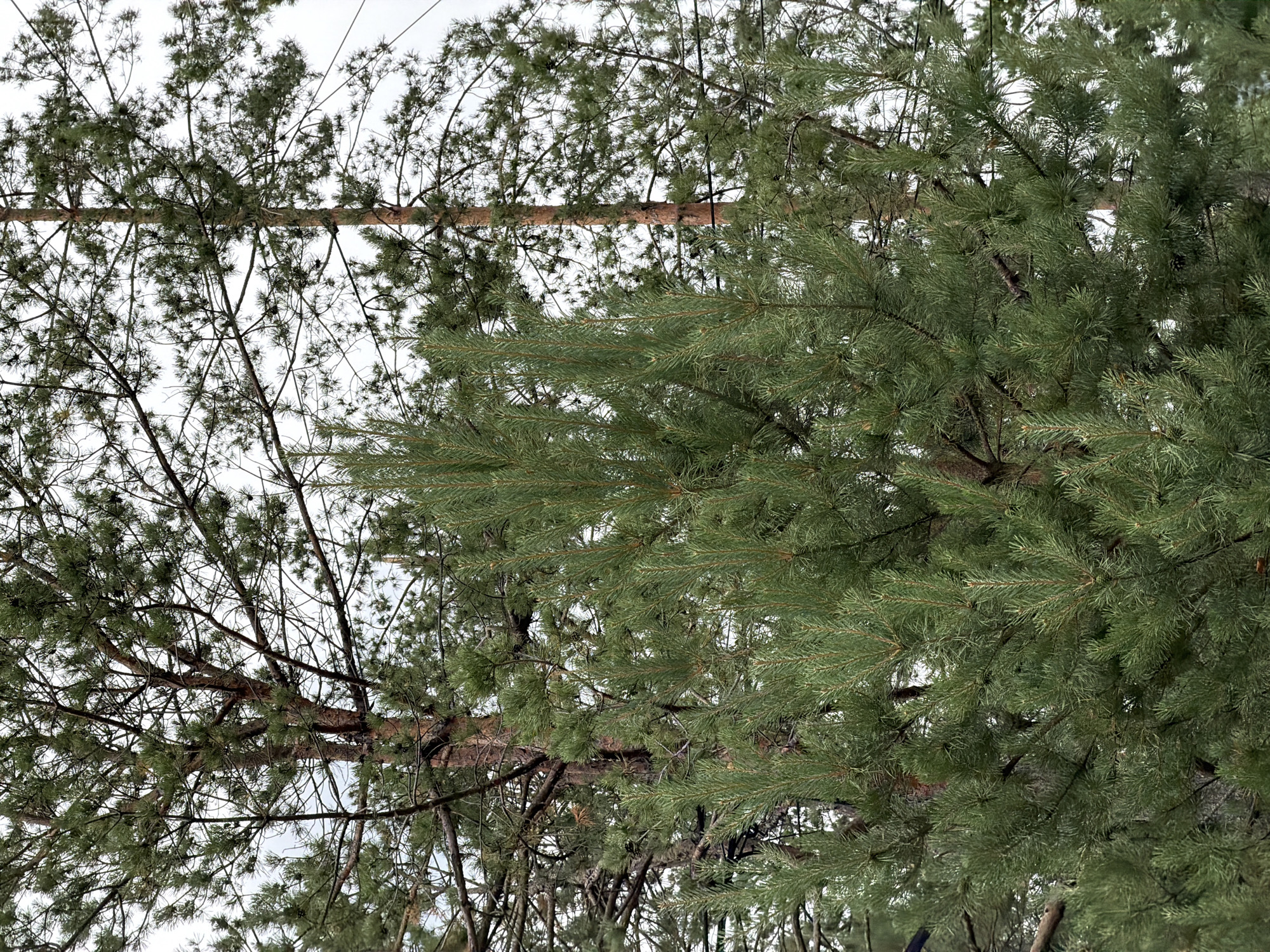 The image displays a dense canopy of pine trees against an overcast sky. In the foreground, a young pine sapling with vibrant green needles is prominent. Behind it, larger, mature pine trees with rougher bark and sparser foliage are visible. The overall environment appears to be a forest or a park setting, typical of a rural or suburban area like Озерное (майминский), Russia, characterized by coniferous vegetation. There are no people or animals in the frame, and the scene is static. The lighting is diffused, indicating an overcast day.