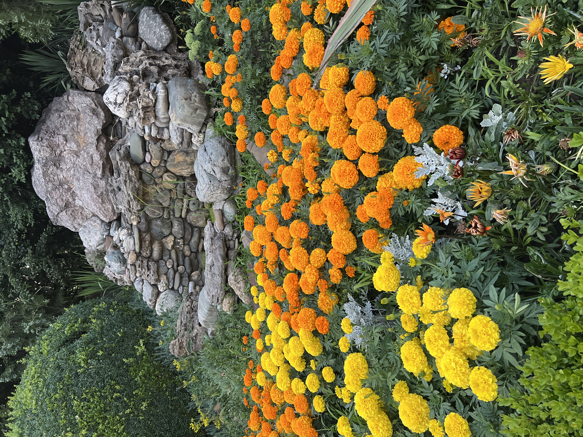 A garden scene in Krasnodar, Russia, features a variety of flowers and rock formations. In the foreground, a dense bed of bright yellow and orange marigolds fills the frame, interspersed with greenery and some silver-leafed plants. Behind the flowers, a rustic rock garden with stacked stones and larger boulders is visible. Lush green bushes and trees form the backdrop, creating a natural and vibrant landscape. The lighting suggests it is daytime, possibly overcast or early morning/late afternoon, as there are no harsh shadows. No people are present in the image.
