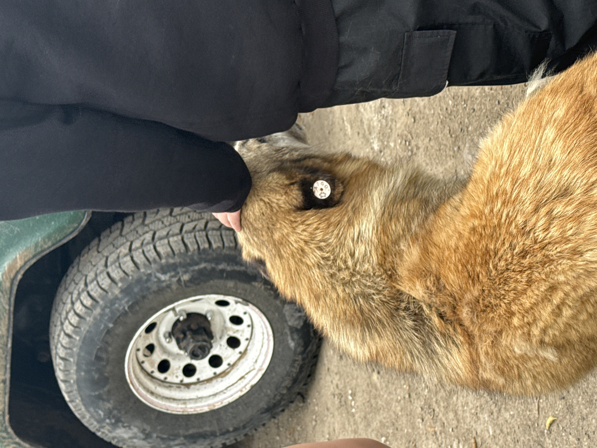 A medium shot shows a person petting a fox next to the wheel of a vehicle. The person is wearing black clothing. The fox has golden brown fur and a tag in its ear. The vehicle tire is dirty. The location appears to be outdoors on a concrete surface. There is no way to confirm it is in Haghartsin, Armenia.