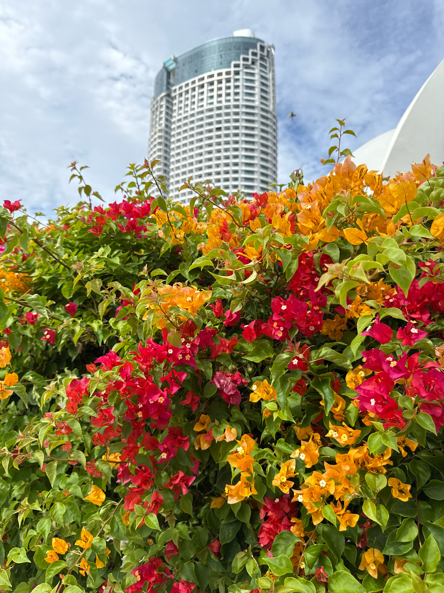 In Nha Trang, Vietnam, a vibrant display of bougainvillea flowers, in shades of red and orange, cascades in the foreground, creating a lush, natural barrier. Behind this colorful flora, a modern, multi-story building with a distinctive curved facade and patterned exterior rises against a cloudy sky. The building's upper section is topped with a glass structure. To the right of the building, a large, white, curved architectural element is visible. The scene appears to be an outdoor public space, possibly a park or promenade, blending natural beauty with urban architecture.