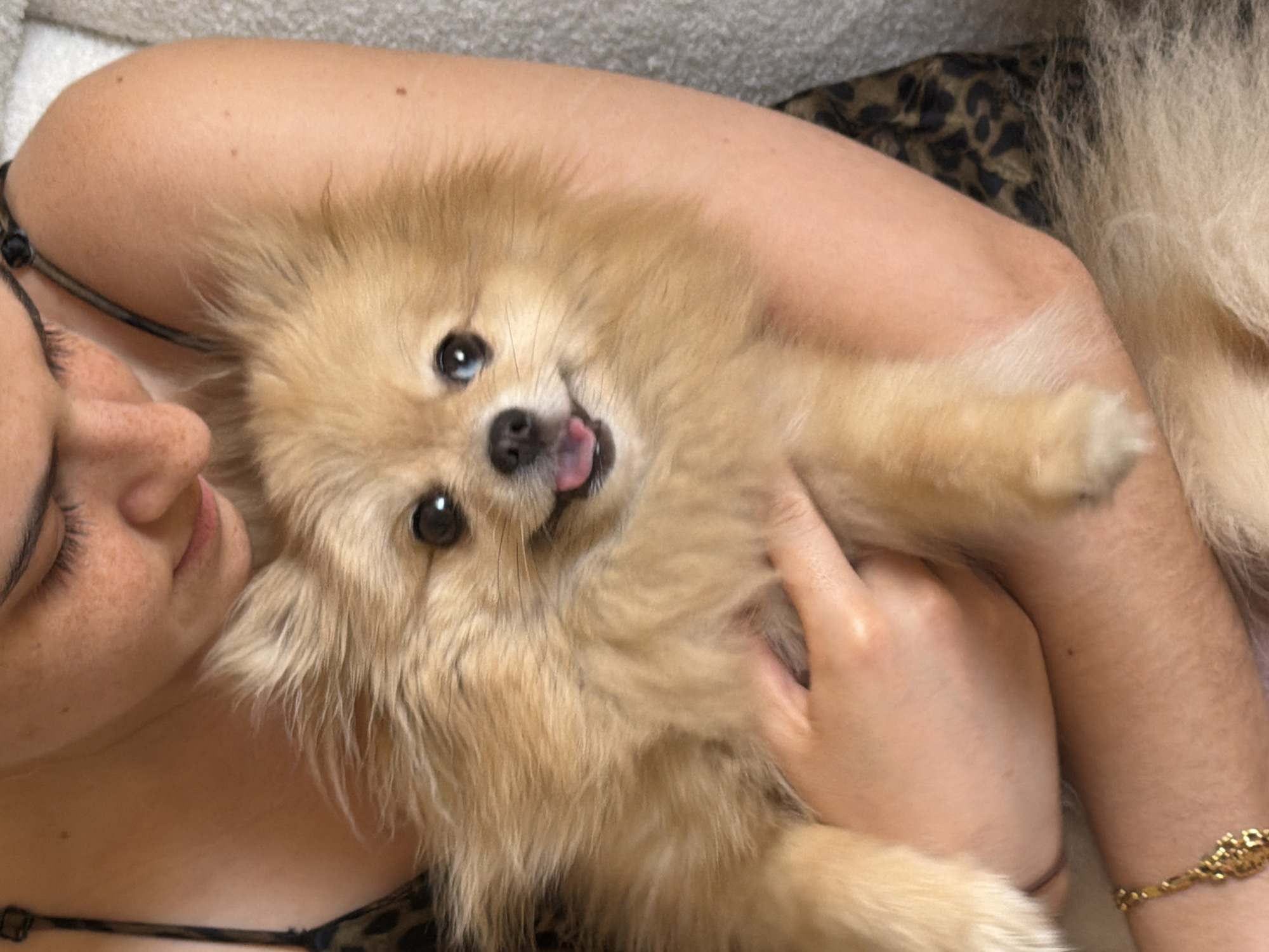 In a close-up, vertical, eye-level shot, a person with freckles on their face is holding a fluffy, light-brown Pomeranian dog. The person's face is partially visible, with their eyes looking down and to the side, and their mouth slightly open. The dog is positioned in the person's arms, facing the camera, with its tongue slightly out. The dog has dark eyes and a black nose. The person is wearing a black top with a leopard print strap visible. A gold bracelet is on the person's left wrist. The background appears to be a textured, light-colored surface, possibly a sofa or blanket. There are no discernible landmarks or environmental cues that would suggest a specific location in Barcelona, Spain, or any city. The scene is intimate and focuses on the interaction between the person and the dog.