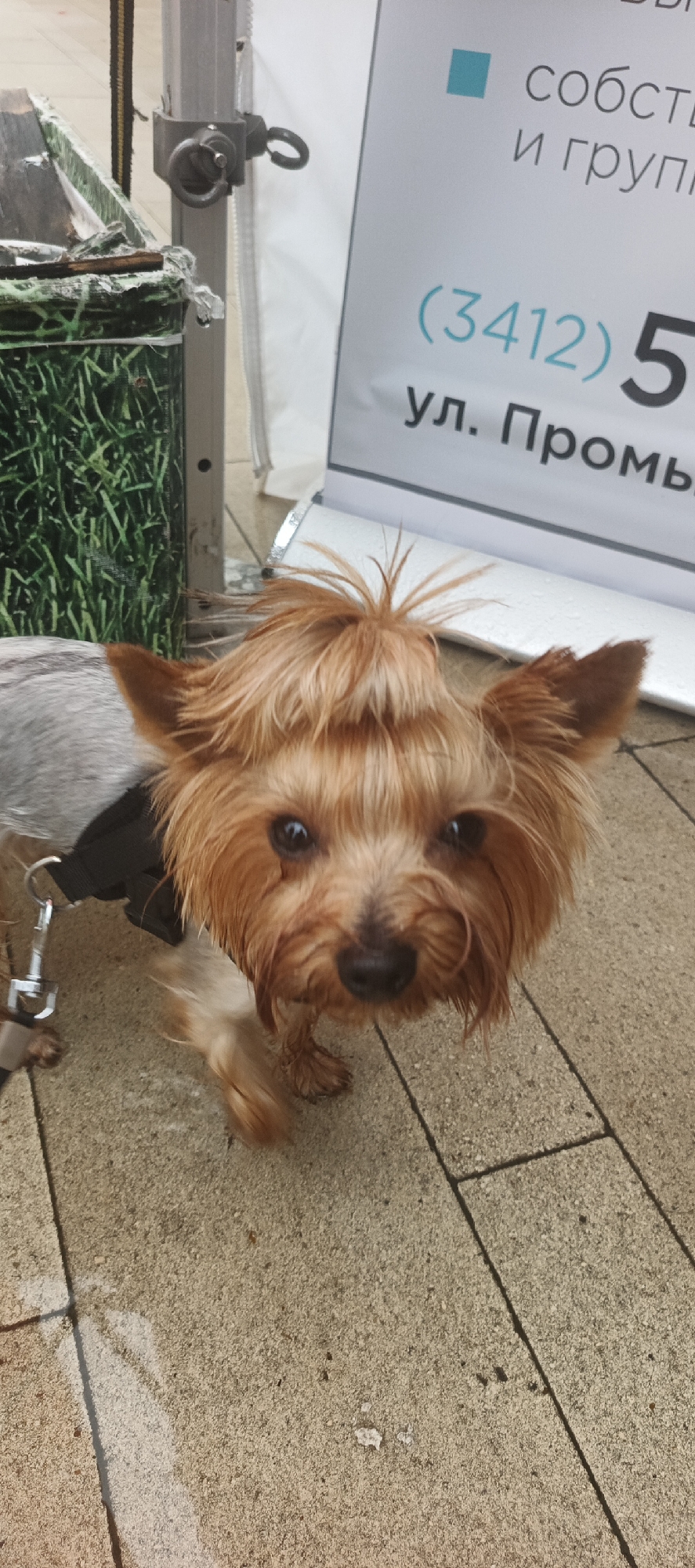 A close-up, eye-level, full-body shot captures a Yorkshire Terrier dog standing on a light-colored, paved sidewalk. The dog is facing forward, looking directly at the camera with its ears perked and its fur styled in a spiky, somewhat disheveled manner on its head. Its body is partially covered by a grey garment, and it is wearing a dark harness with a silver clasp.
In the background, a white banner is visible with text in Russian, including "СОБСТВ" (which likely refers to "собственность" or "ownership"), and "(3412) 5" followed by "ул. Промы" (likely "улица Промышленная" or "Industrial Street"). To the left of the banner and the dog, a green and black patterned bin with some white debris is partially visible. The overall environment appears to be outdoors, possibly in a public area of Izhevsk, Russia, given the street name on the banner. The sidewalk tiles are rectangular and laid in a pattern.