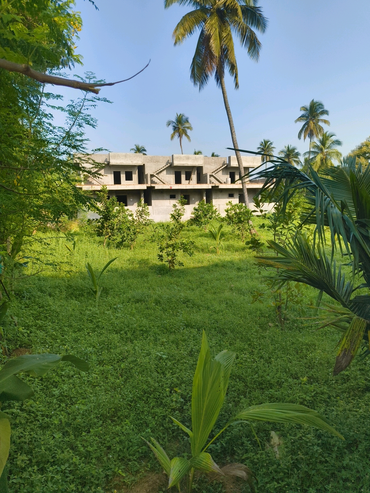 The image depicts an unfinished concrete building in Pedda Bahadapalli, India, surrounded by lush greenery and palm trees. The building appears to be multi-story with open window and door frames, suggesting it is under construction. The foreground is dominated by dense, low-lying vegetation, with a few small saplings. In the background, several mature palm trees tower over the scene, with their fronds swaying gently. The sky is clear and blue, indicating a sunny day. The overall impression is one of a rural or semi-rural setting where development is in progress, blending modern construction with the natural tropical environment. No people are visible in the frame.