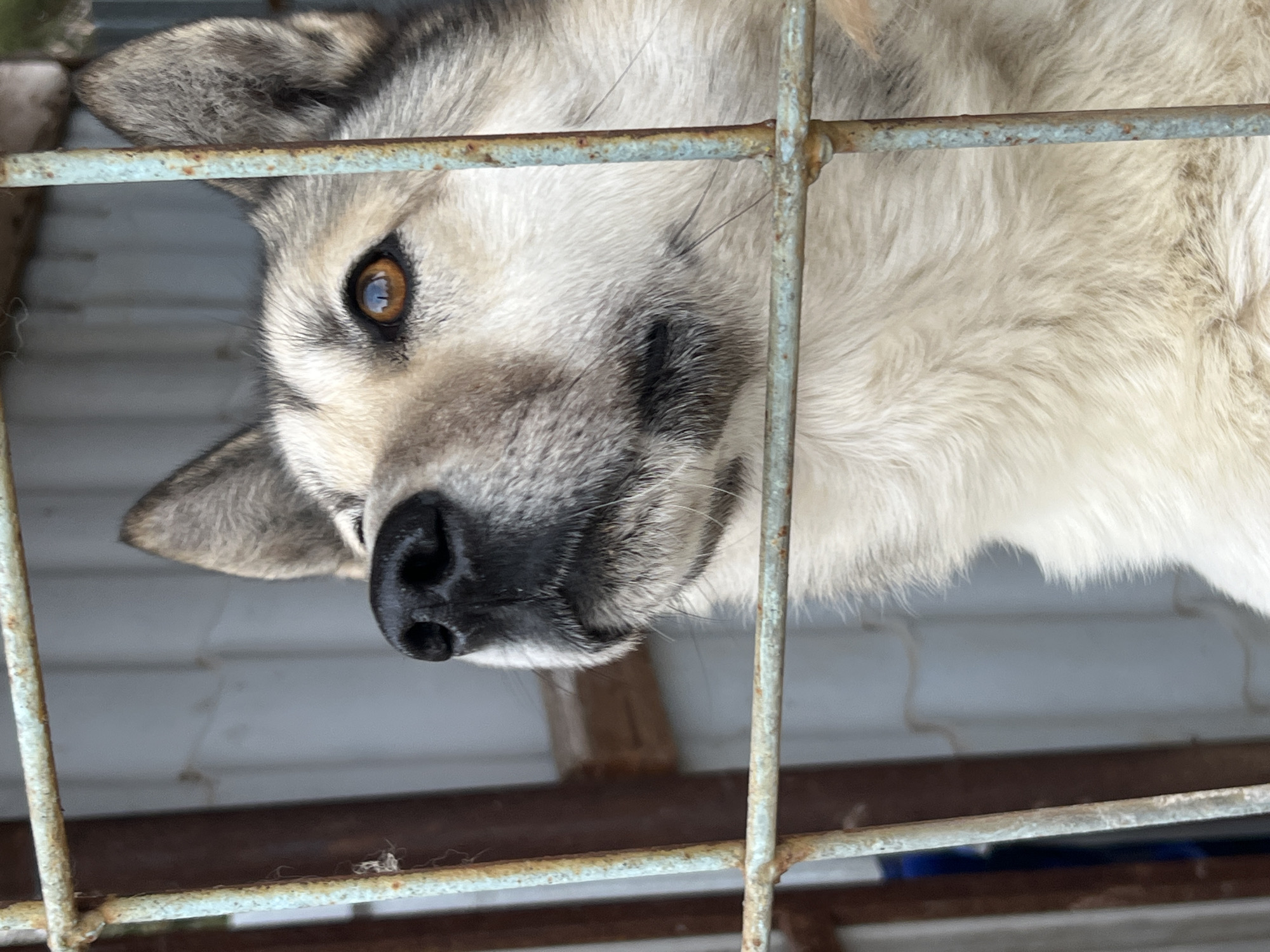 A light gray and white dog with a black nose and brown eyes is seen behind a blue-gray metal wire fence. The dog is inside an enclosure. The background shows a white corrugated metal surface, and below the fence are some brown wooden boards and a glimpse of a blue container. The location is assumed to be Kamskoe, Russia.