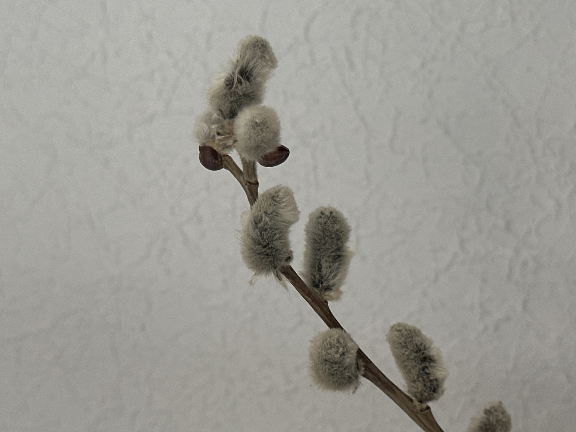 A pussy willow branch with fuzzy catkins is displayed against a textured, light gray background. The branch is oriented diagonally from the bottom left to the upper right of the frame. Several catkins, some appearing as small buds, are visible along the branch. The lighting is soft and even, with no harsh shadows. The background has a subtle, irregular pattern, suggesting a wall or fabric. There are no people, animals, or other objects in the scene. The image is a close-up, focusing on the details of the plant. This image was captured in Nevinnomyssk, Russia.