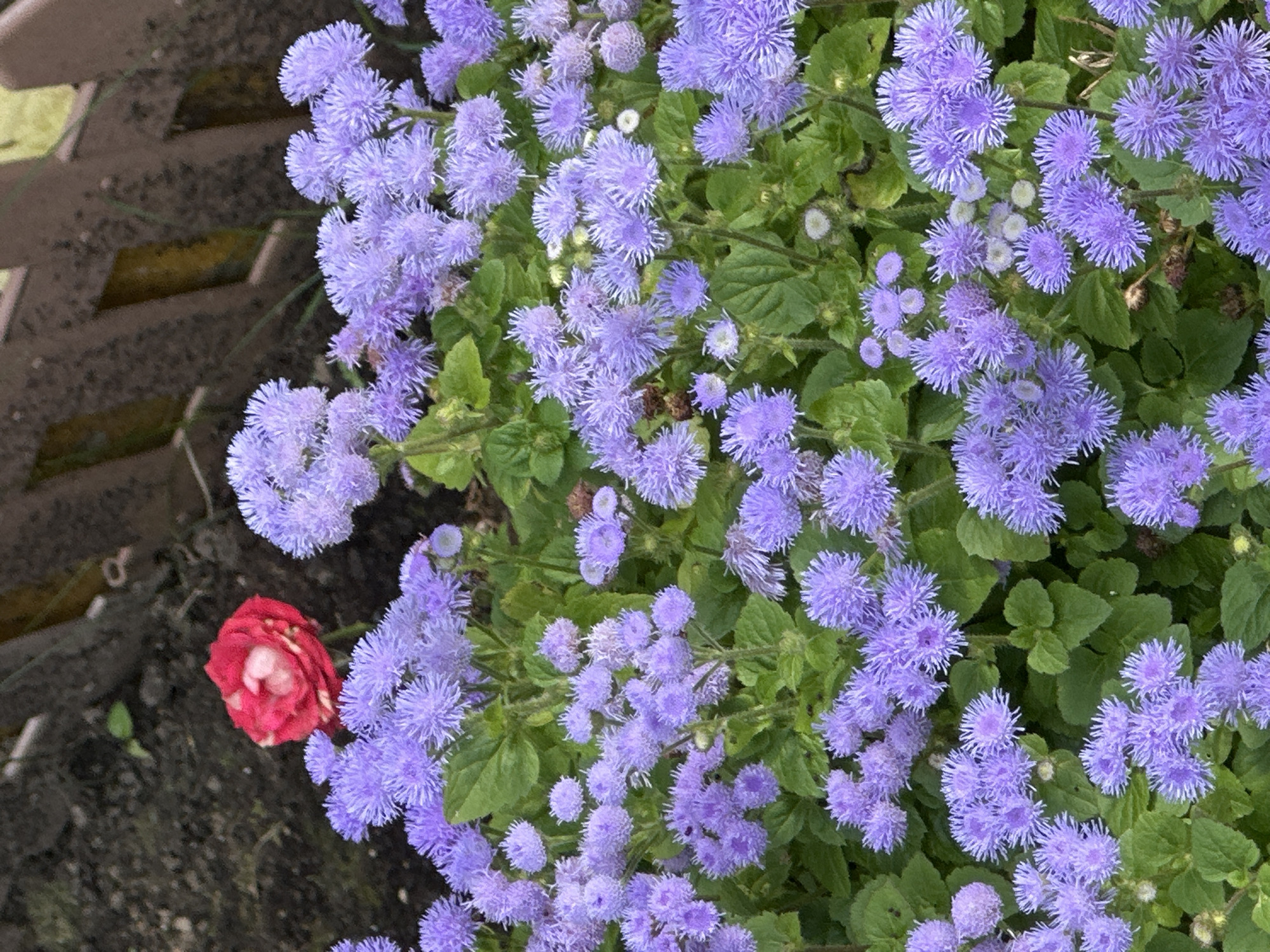 A medium close-up shot displays a dense cluster of small, fluffy, light purple flowers with green foliage in the foreground, bordering a blurred brown wooden fence in the background. A single red and white rose, partially opened, is nestled among the purple blooms in the upper left quadrant. The scene appears to be an outdoor garden setting, likely in Podolsk, Russia, given the contextual information. No people or animals are visible in the image.