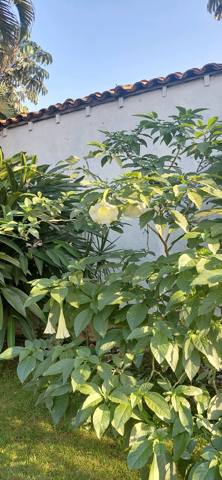 In Presidente Franco, Paraguay, a vibrant green plant with large, oval leaves and several trumpet-shaped, pale yellow flowers is featured in the foreground. Some flowers hang downwards, while others are more upright. The plant is set against a white wall, topped with reddish-brown, curved roof tiles. The upper portion of the image shows a clear blue sky. The scene appears to be a residential garden.