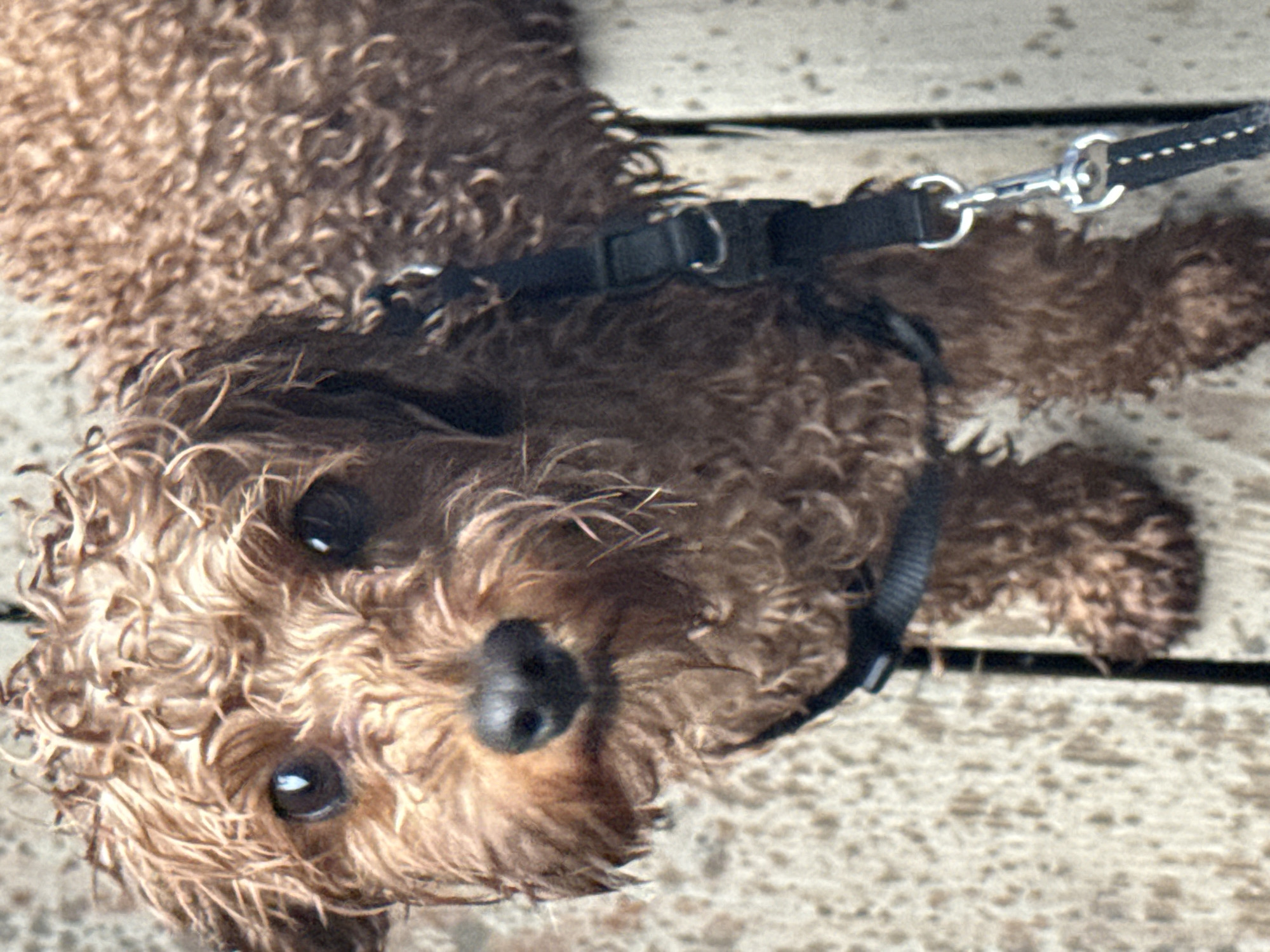 A small to medium-sized dog with curly, light brown fur is the primary subject of this close-up, high-angle photograph. The dog, possibly a poodle or a doodle mix, is lying down on a textured wooden surface, resembling a deck or boardwalk with distinct planks. Its head is slightly tilted, and it looks directly up at the camera with soft, dark eyes that reflect the ambient light, indicating a bright, likely sunny day. The dog has a dark nose and its fur appears slightly damp, enhancing the natural curl.
A black harness is visible around the dog's chest, and a black leash with a silver metal clip is attached to the harness, extending out of the frame to the right. The wooden planks beneath the dog also show signs of moisture or weathering. No people are visible in the image. The dog's expression conveys curiosity and attentiveness. There is no visible text in the image. The setting is outdoors, possibly in Московский, Russia, as per the provided context, although the visual elements do not specifically confirm this geographical location beyond a general outdoor environment.