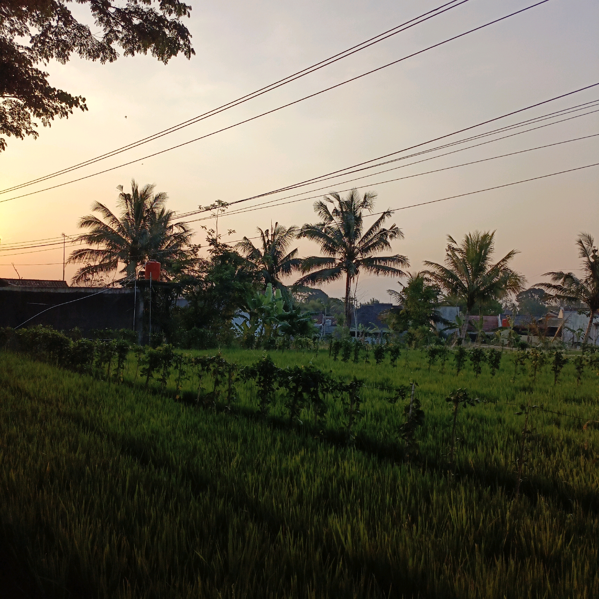 The image depicts a rural landscape at sunset in Salatiga, Indonesia. A vibrant orange and yellow sky forms the backdrop, with a few clouds visible. In the foreground, lush green rice paddies stretch across the frame, with rows of young plants forming diagonal lines. Several coconut trees are scattered throughout the scene, their fronds silhouetted against the sky. A dark wall runs along the left side of the image, topped with foliage. A red water tank is visible on a concrete pillar near the wall. Power lines crisscross the upper portion of the image. The overall scene conveys a sense of tranquility and the natural beauty of the Indonesian countryside during twilight.