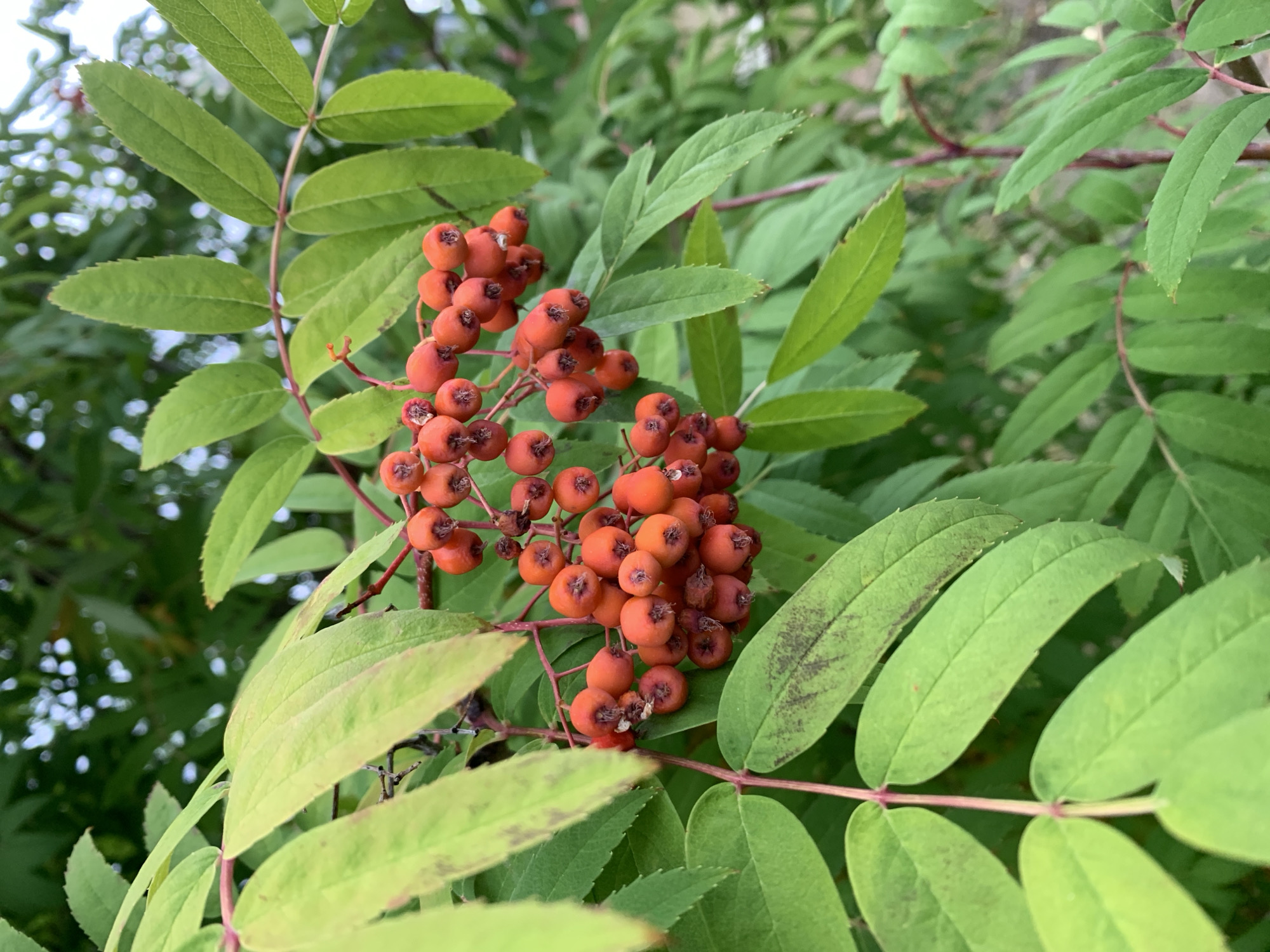 The image shows a close-up view of a rowan tree branch with bright orange-red berries and green leaves. The berries are clustered together on thin stems. The leaves are serrated and appear to have some brown spotting. The background is a blur of green foliage, suggesting an outdoor setting. The image was taken in Gubkinsky, Russia. There are no people or animals visible in the image.