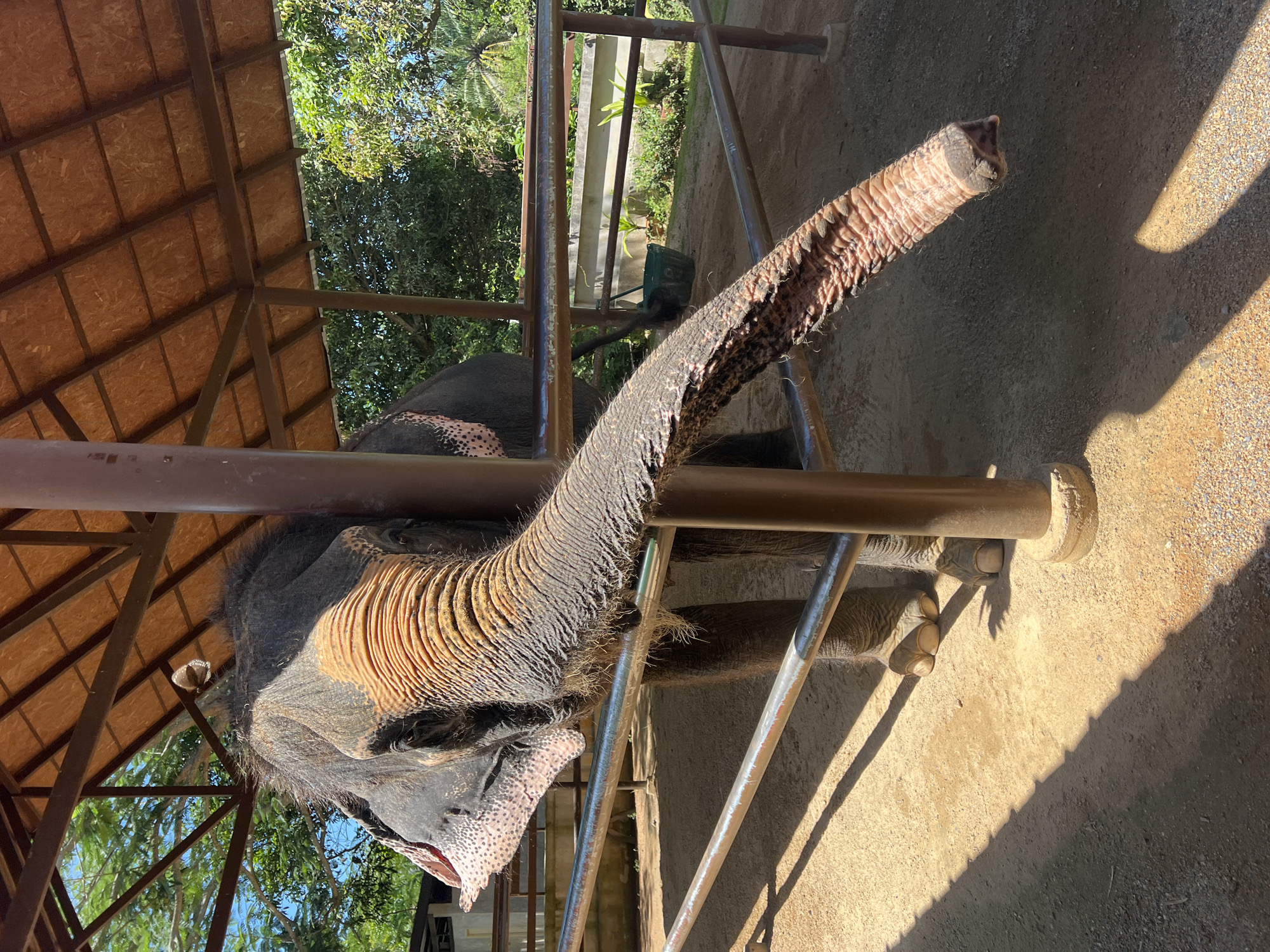 An elephant is leaning out of an enclosure in Baan Thurian, Thailand. The elephant's trunk is extended and resting on the metal bars of its enclosure. The enclosure appears to be made of metal and has a wooden roof. The ground inside the enclosure is dirt, and there are shadows cast by the sun. Outside the enclosure, trees and vegetation are visible. The elephant has large ears and tusks. The scene is set in a sunny outdoor environment.