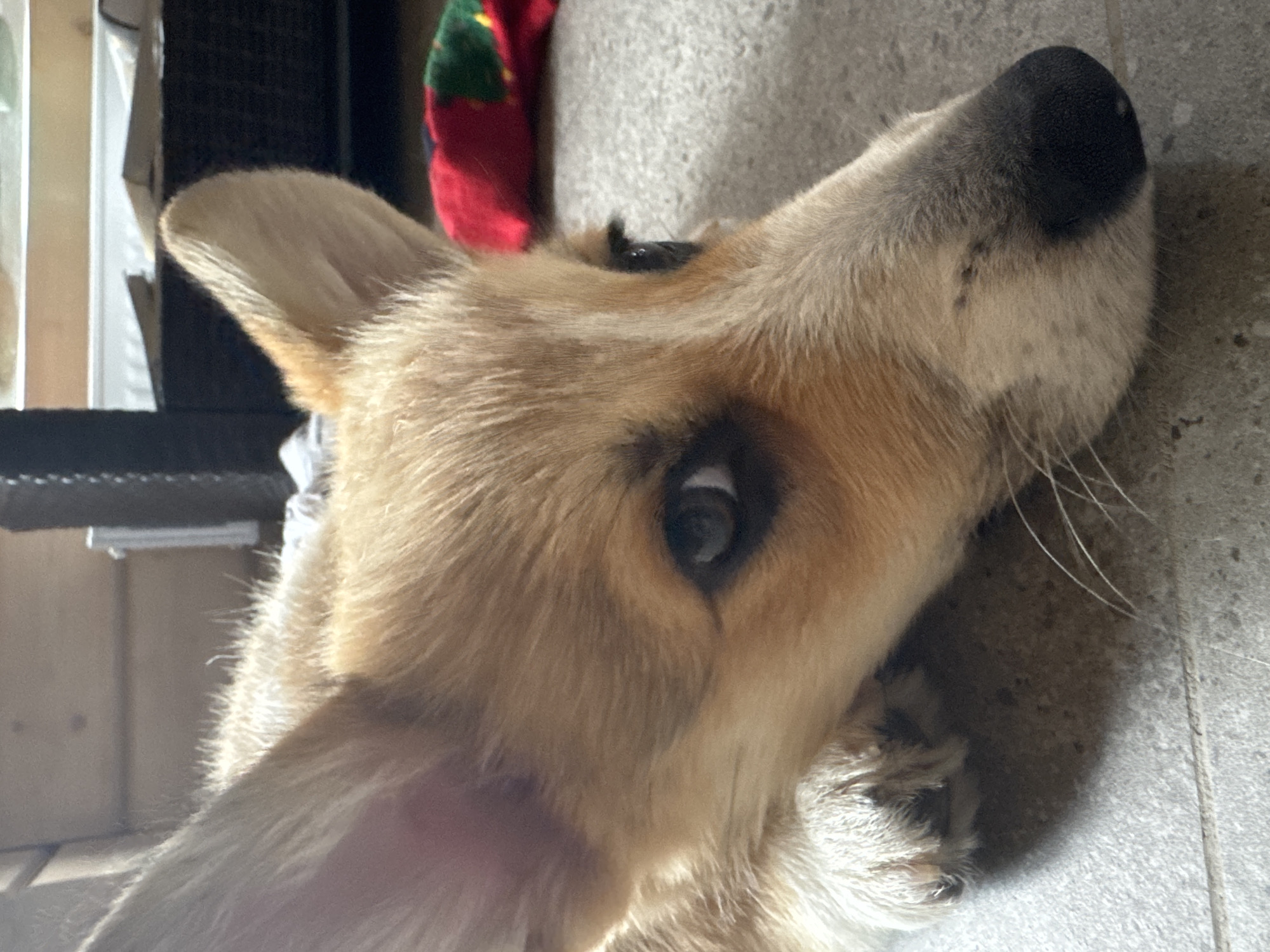 A close-up, eye-level shot shows a tan and white Corgi dog resting its head on a grey tiled floor. The dog's left ear is visible and pointed upwards, while its right ear is slightly tilted. The dog's muzzle is resting on the floor, and its dark eyes are looking towards the right of the frame. A red and green striped object, possibly a toy, is visible in the background to the right of the dog. The background is blurred and appears to be indoors, with hints of furniture and a wooden wall. The lighting suggests it is daytime.