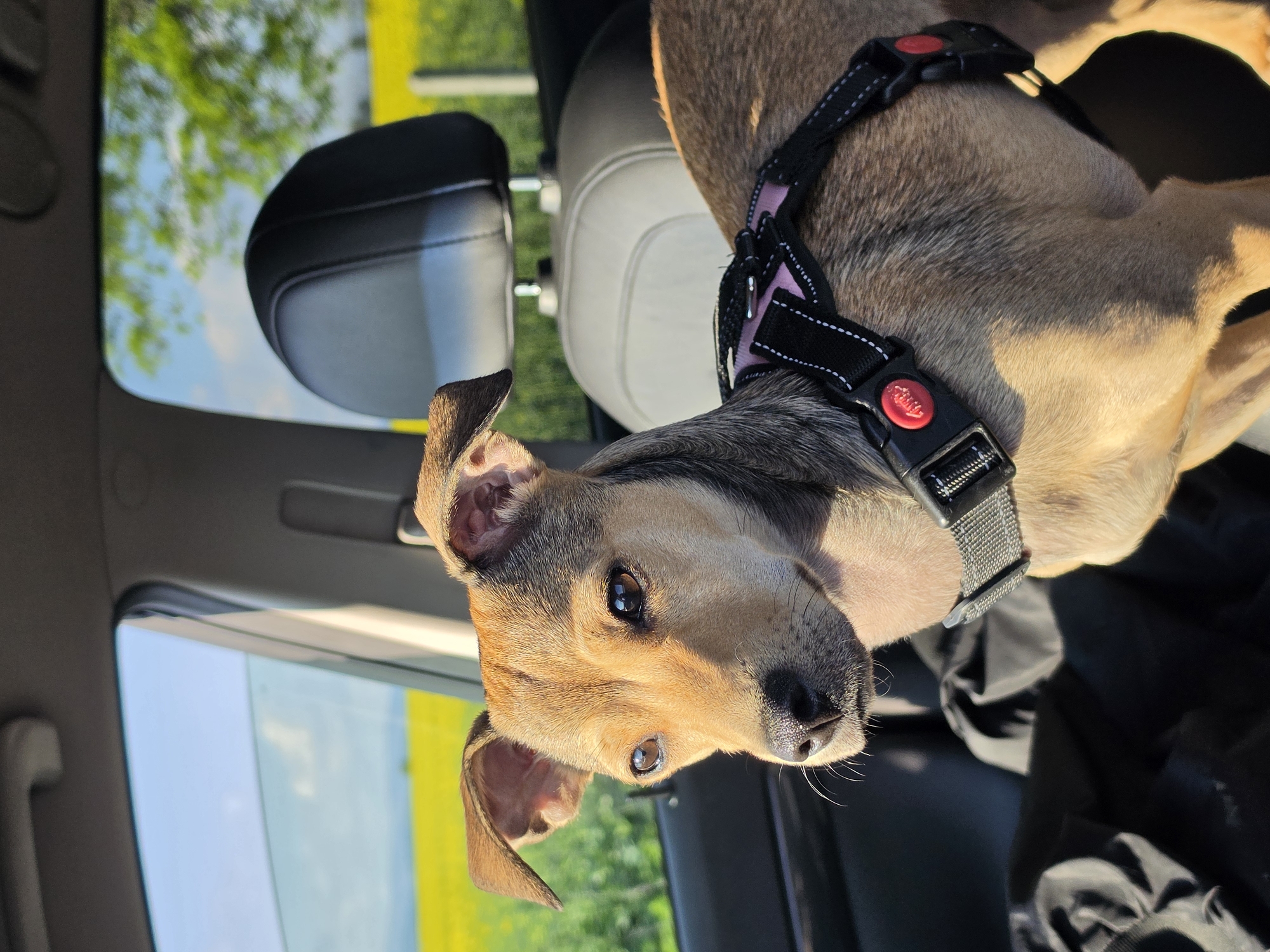 A medium-sized, short-haired brown dog with a black harness sits inside a vehicle, possibly a car, with a black headrest visible in the background. Outside the window, green foliage and yellow flowering fields are visible. The dog appears to be looking towards the camera. The location is not specified.