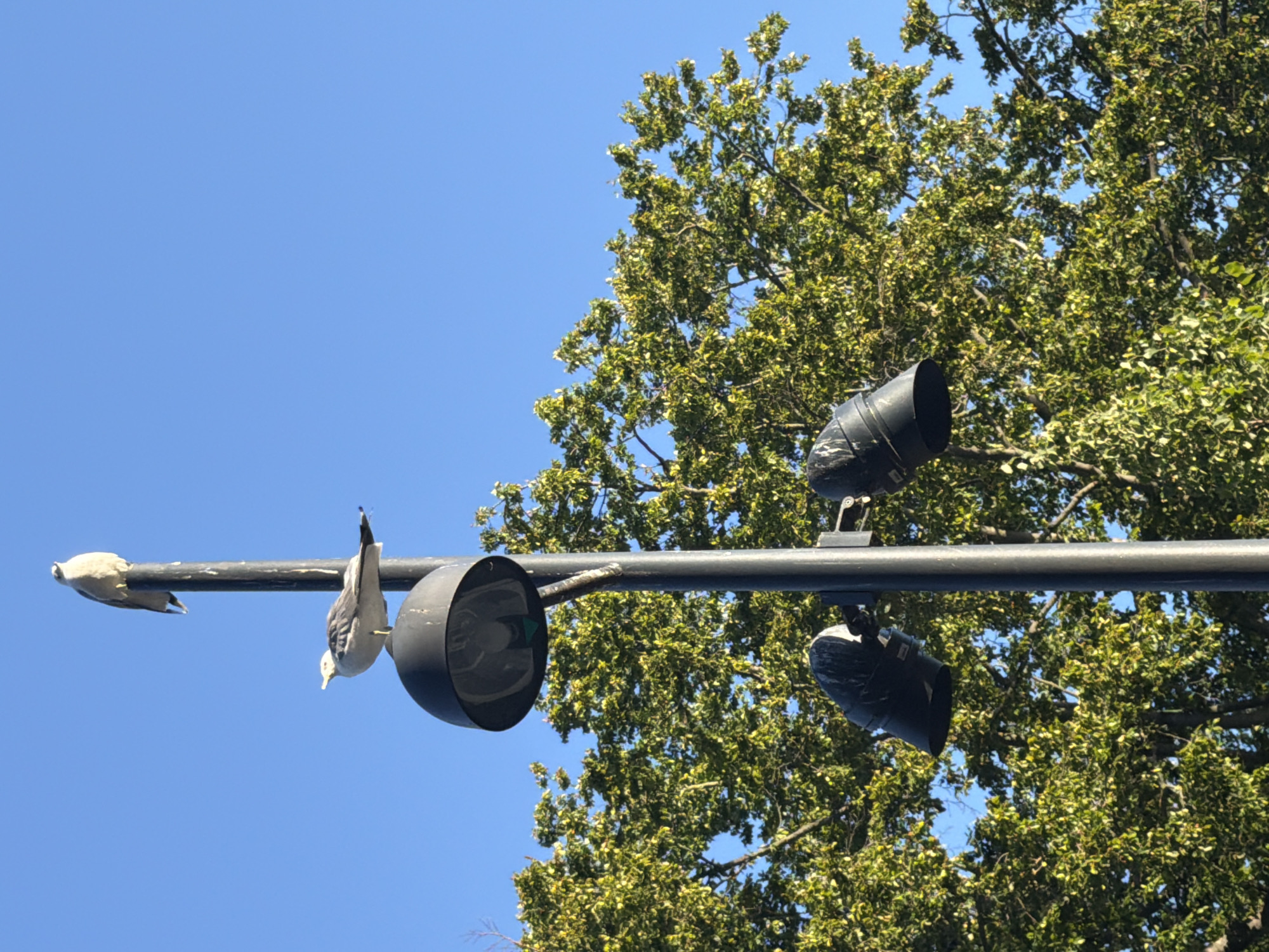 Two birds are perched on a lamppost with trees and a clear blue sky in the background. One bird, appearing lighter in color, is positioned higher up on the lamppost, while another bird, with grey and white plumage, is perched on a light fixture lower down. The lamppost has three visible light fixtures, two of which are black and cylindrical, and one larger, dome-shaped fixture at the top. The trees are lush and green, suggesting a temperate climate, possibly during spring or summer. The scene is captured outdoors under daylight. The specific location in Malmö, Sweden cannot be determined from the image alone.
