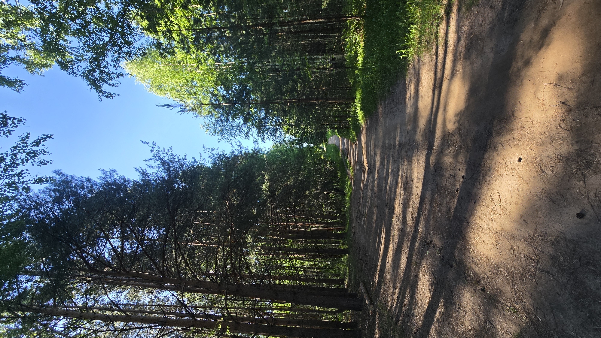 This image depicts a dirt road winding through a sun-dappled forest. Tall evergreen and deciduous trees line both sides of the path, with a clear blue sky visible above. The ground is covered in dirt, pine needles, and scattered pinecones. Long shadows from the trees stretch across the road, indicating it is either morning or late afternoon. The scene appears to be a natural recreational area. Based on the composition and the type of forest, this could be a scene from a park or natural reserve within the city of Chaikovsky, Russia, possibly along the Kama River. There are no people or man-made structures immediately visible in the frame.