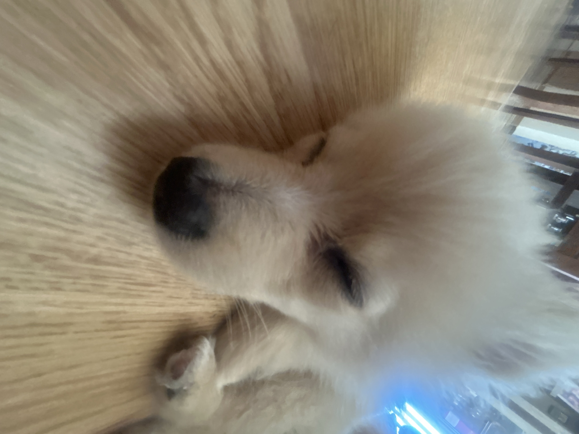 The image shows a close-up of a small, fluffy, cream-colored puppy sleeping on a light-colored wooden floor. The puppy's eyes are closed, and its head is tilted slightly. The background is blurred, but appears to be an indoor setting with wooden furniture. There are no people or other animals visible. The image is taken from a high angle, looking down at the puppy. The location is identified as Tankovo, Bulgaria.