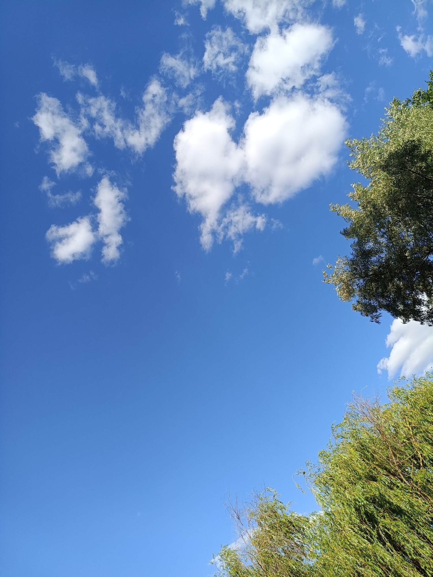 The image captures a bright, clear blue sky with scattered white cumulus clouds. On the right side of the frame, the tops of two green trees are visible, with one being more prominent and detailed than the other. The leaves of the trees appear lush and healthy. The scene is set outdoors, with no people or man-made structures immediately apparent. The location of Nezavertaylovka, Moldova is provided, suggesting this is an outdoor scene within that geographical area.