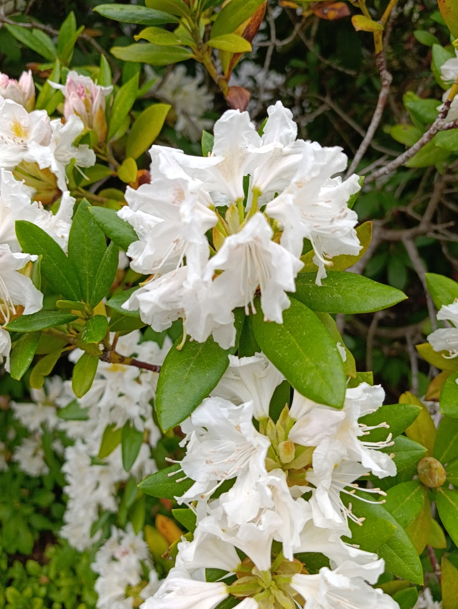 The image shows a close-up of white rhododendron flowers and green leaves. The flowers are clustered together, with some in full bloom and others appearing as buds. The leaves are a vibrant green, providing a backdrop to the delicate white petals. The focus is sharp, highlighting the texture and details of the flowers and leaves. The location is Unknown, Unknown.