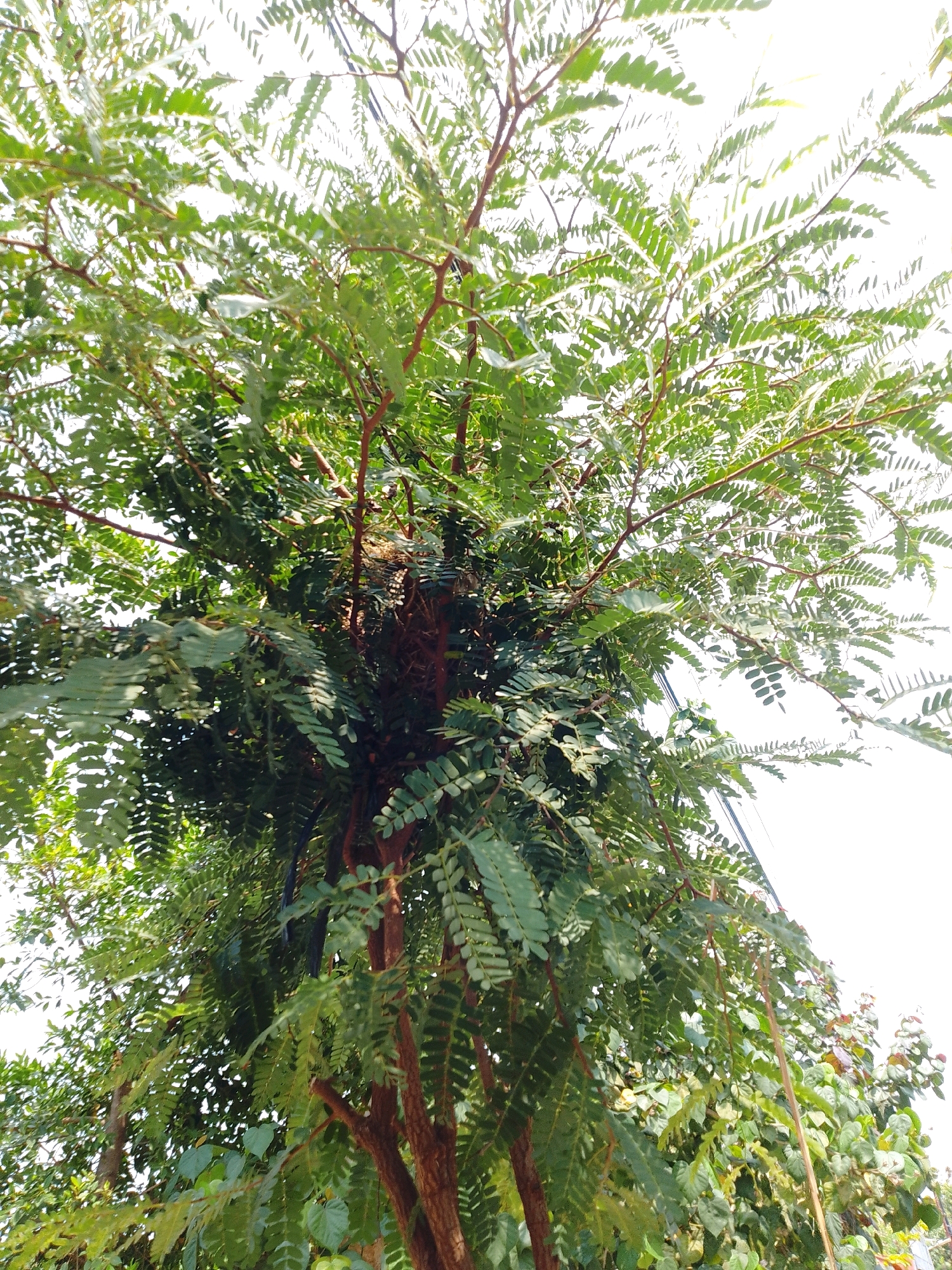 An eye-level, medium shot captures a cluster of trees with lush green leaves and reddish-brown branches under a bright, overcast sky. The dense foliage obscures much of the sky, with only hints of white peeking through. The leaves are small and feathery, typical of many tropical trees. In the center of the image, nestled within the branches, is a bird's nest. The nest appears to be made of twigs and dried grass, woven together to form a cup-like structure. There are no people visible in the scene. The overall impression is one of natural growth and undisturbed wildlife. The scene is located in the city of Cikal, Indonesia.