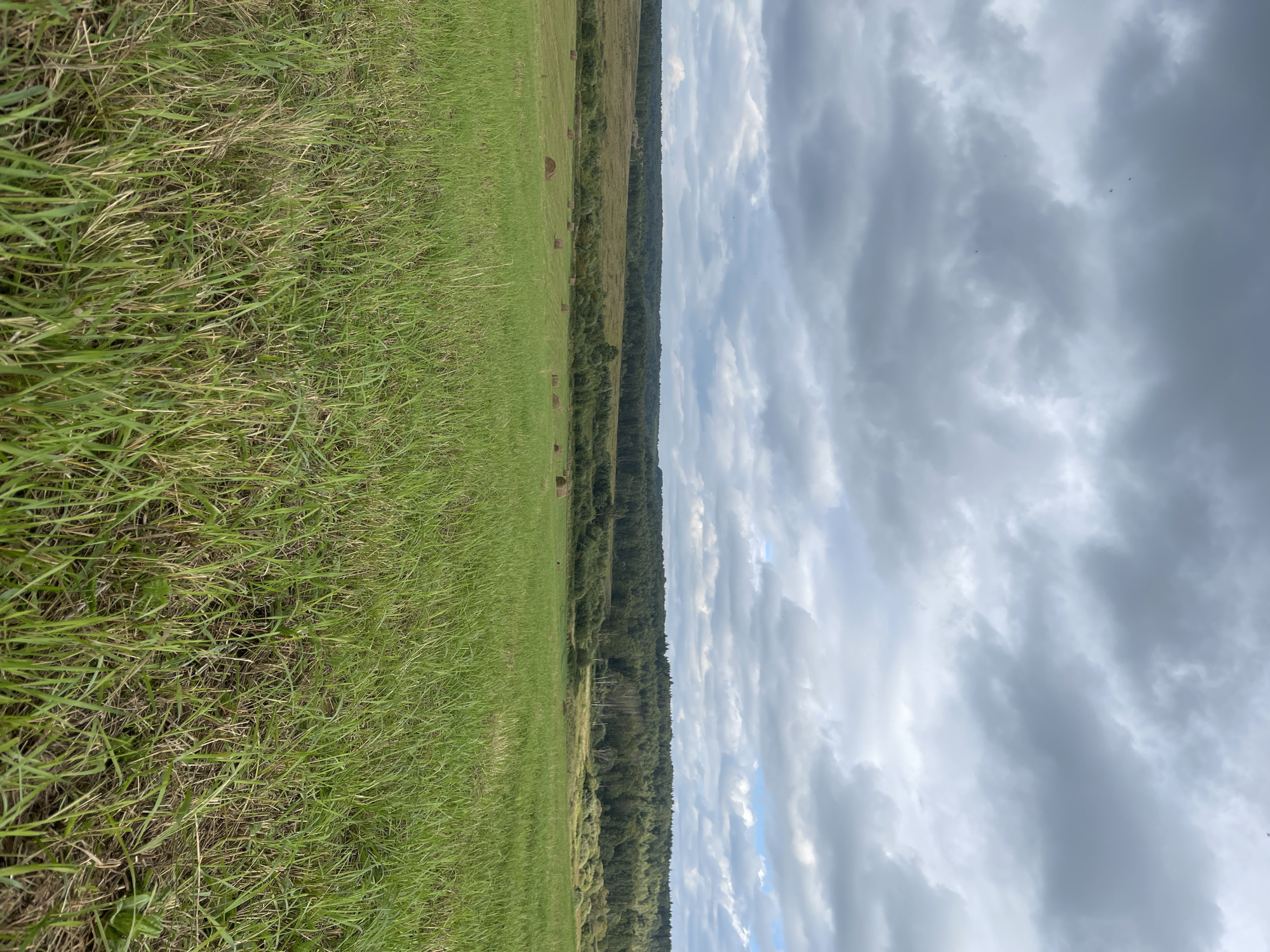 The image depicts a rural landscape with a vast green field in the foreground, dotted with several haystacks in the middle ground. A dense line of trees forms the horizon, beyond which lies a cloudy sky. There are no visible people or structures in the scene, suggesting it is likely a remote agricultural area or a nature reserve. The overall impression is one of tranquility and natural beauty, with the overcast sky adding a touch of dramatic atmosphere. It is difficult to ascertain the specific location within Smolensk, Russia without further information or landmarks.