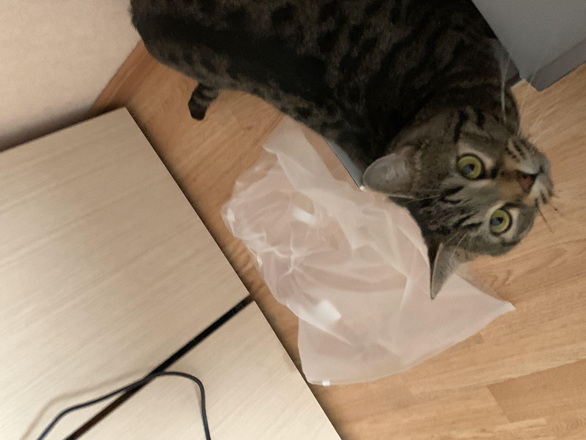 A domestic tabby cat is the main subject of this indoor photograph. The cat has distinctive grey and black striped fur and bright green eyes that are wide open, looking directly upwards towards the camera, giving it a curious or slightly startled expression. Its head is tilted upwards, and part of its body is visible, showing the dark stripes.
The cat is positioned on a light brown wooden or laminate floor. Next to the cat, a crumpled, translucent white plastic bag lies on the floor. The cat's snout is close to the plastic bag, suggesting it might have been playing with it or investigating it.
In the foreground and to the left, a light-colored wooden or laminate surface, possibly a desk or a piece of furniture, occupies a significant portion of the frame. A black cable runs across this surface, extending towards the bottom of the image. The photo is taken from a high angle, looking down, and appears slightly rotated, creating an askew perspective of the room. The overall scene suggests a casual moment captured in a home setting. There is no visible text in the image. The location context provided is Stavropol, Russia.