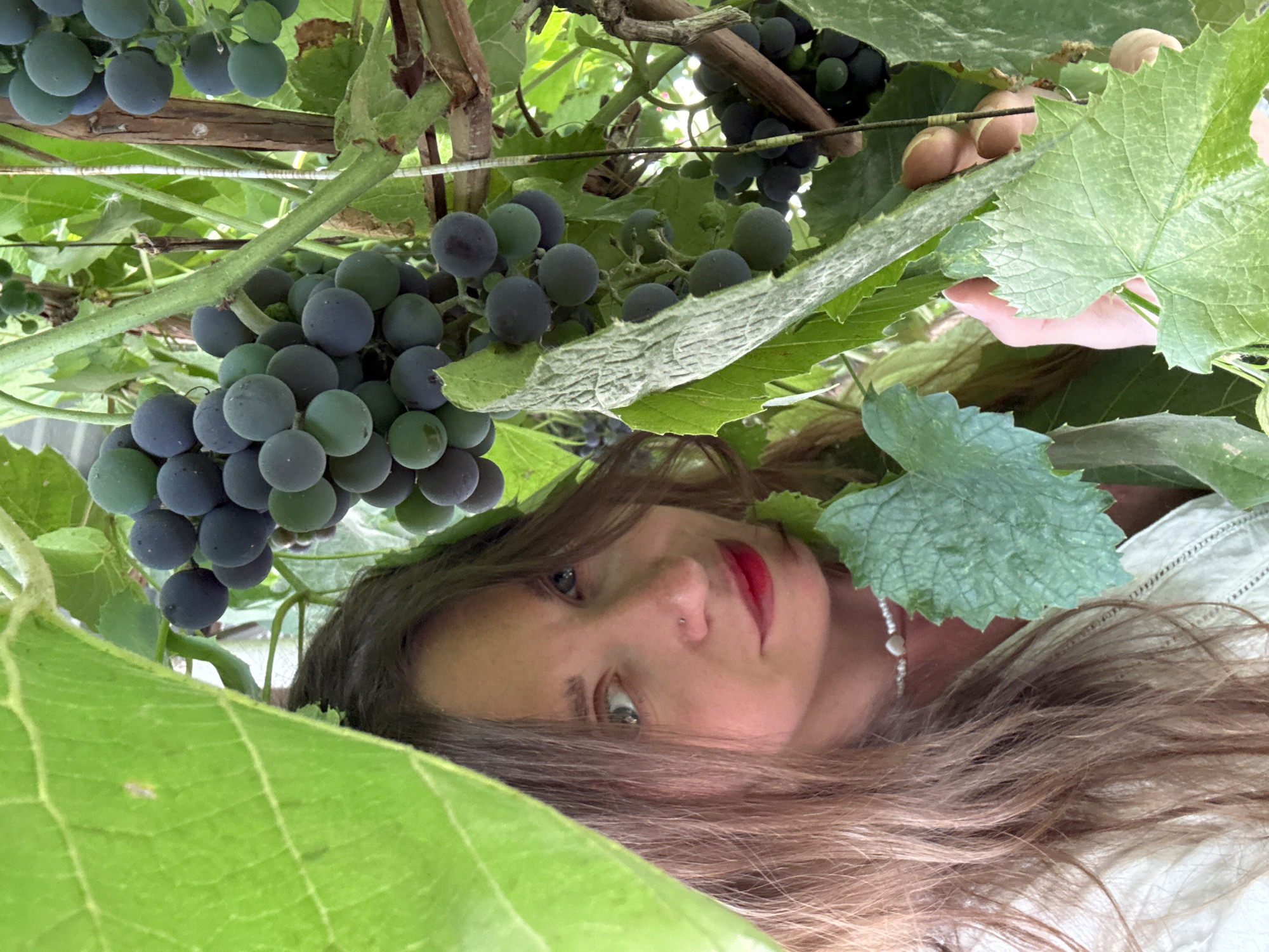 A close-up, low-angle shot shows a person's face and upper body, partially obscured by lush green grape leaves and clusters of dark purple grapes. The person, a young woman with long, wavy brown hair, is lying down, with her head tilted and her gaze directed towards the camera. Her eyes are a light green, and she has a small nose ring. Her lips are painted with bright red lipstick, creating a striking contrast with the natural greenery. She is wearing a white garment, possibly a dress, with delicate lace detailing visible near her shoulder. A thin pearl necklace is also visible around her neck.
The setting appears to be a vineyard or garden, with thick vines, large grape leaves, and developing grape clusters filling the frame. The lighting suggests it is daytime, possibly late morning or early afternoon, with natural light filtering through the foliage. The overall mood is serene and intimate, with the natural elements framing the woman's face. There is no visible text in the image. The photo is taken from a unique perspective, emphasizing the connection between the person and the surrounding nature.