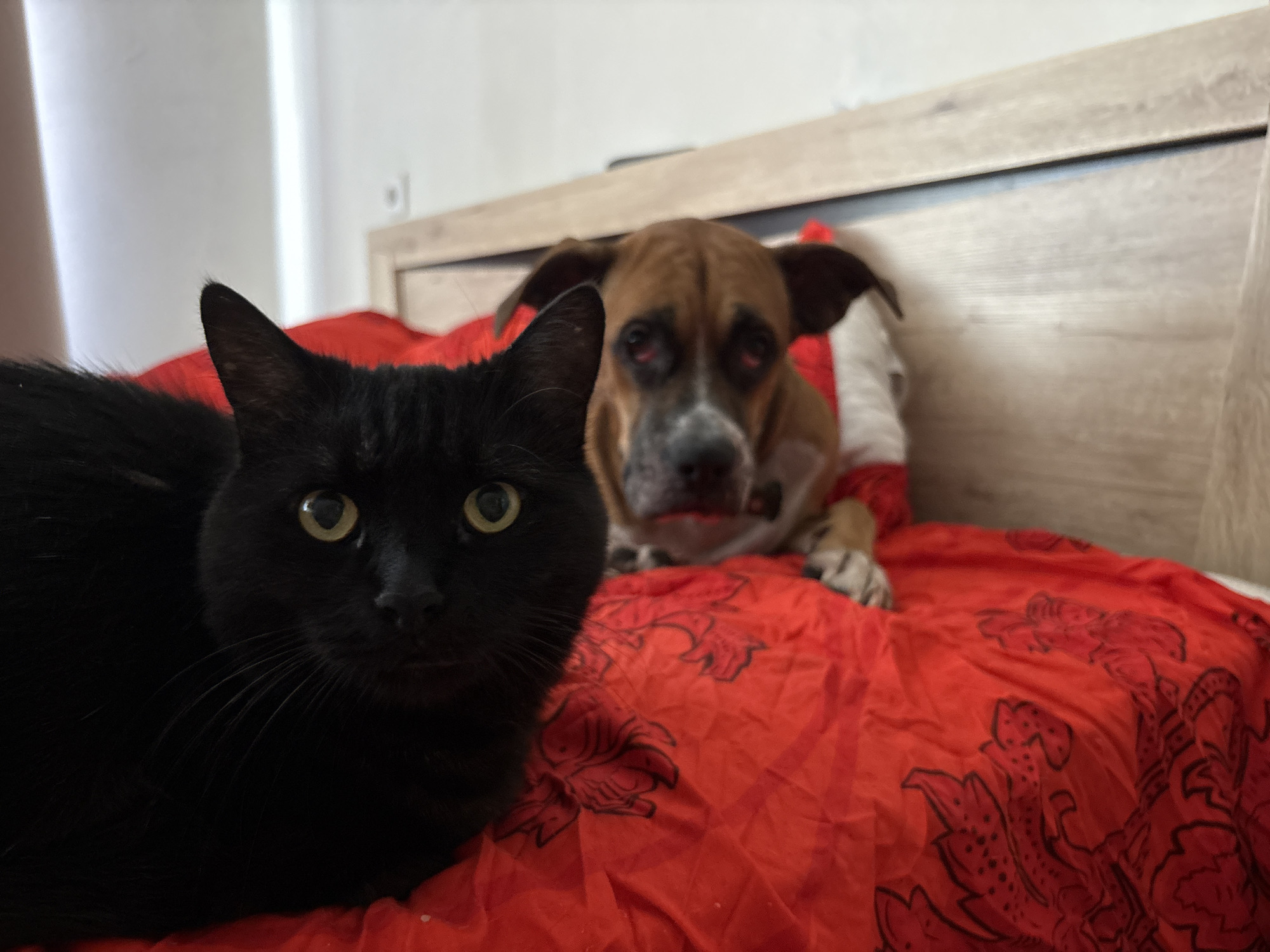 A black cat with yellow eyes is in the foreground, on the left side of the image. Behind the cat, a brown and white dog is lying down, wearing a red and white garment. The animals are on a red blanket with a black design, which appears to be a stylized dragon or similar creature. The background consists of a bed with a wooden headboard and a light-colored wall. The overall impression is of pets resting on a bed. The image is taken indoors, in what appears to be a bedroom. There is no visible indication of the location being Rostov-on-Don, Russia.
