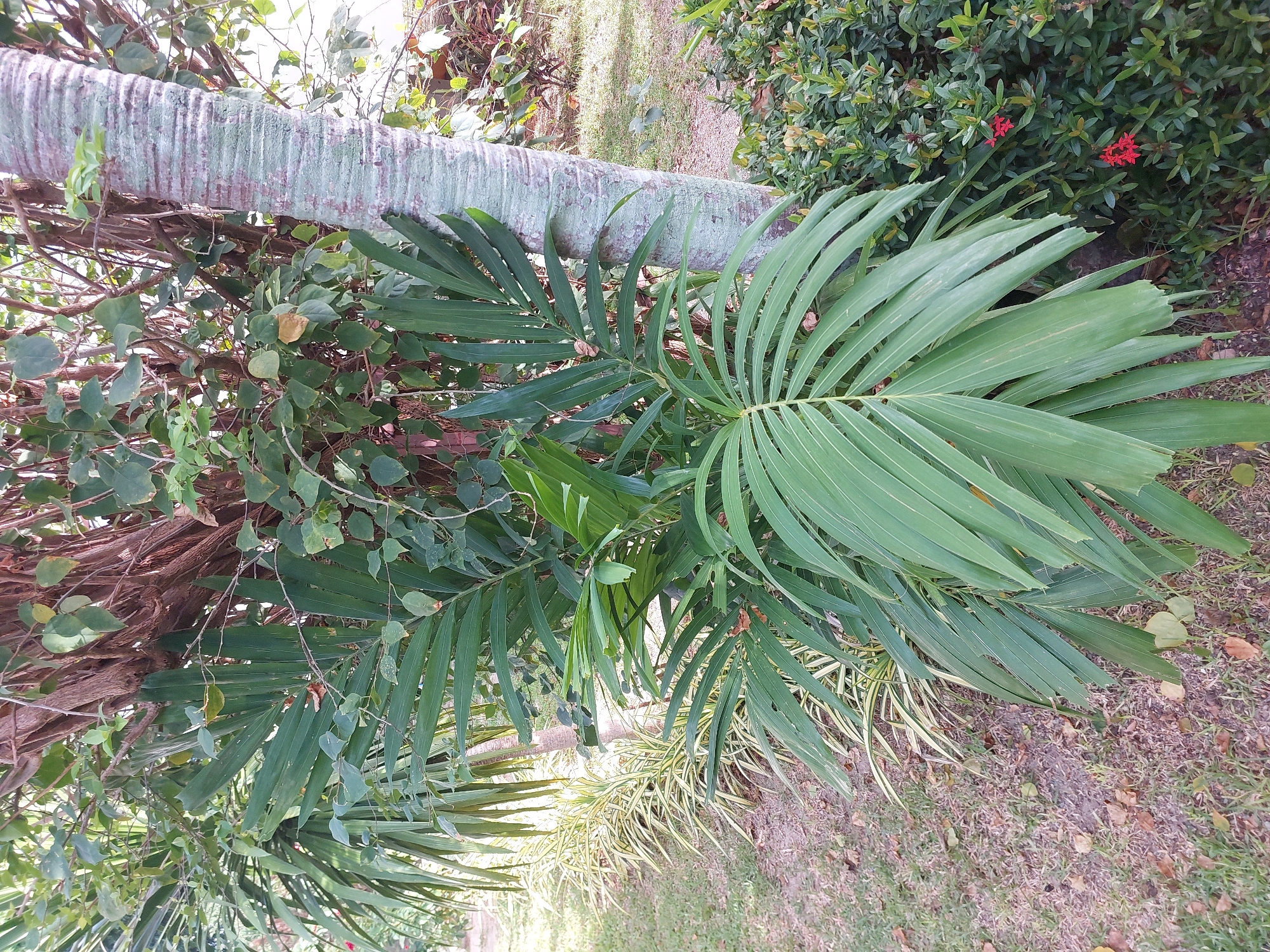 The image captures a lush outdoor scene, likely in Baan Mae Nam, Thailand, characterized by dense foliage and a tropical ambiance. Dominating the foreground is a vibrant green palm frond, its segmented leaves fanning outwards. To its left, a row of narrower, variegated green and yellow leaves forms a distinct planting. Behind these, a large tree trunk with textured, grey-green bark stands prominently. Intertwined with the tree's branches and leaves are smaller, dark green vines with heart-shaped leaves. The ground is covered with grass and scattered fallen brown leaves. To the right of the palm frond and tree trunk, a dense shrubbery with small, bright red flowers peeks through, adding a touch of color to the scene. The overall impression is one of abundant natural growth in a tranquil, possibly garden or park setting. There are no people or animals visible in the image.