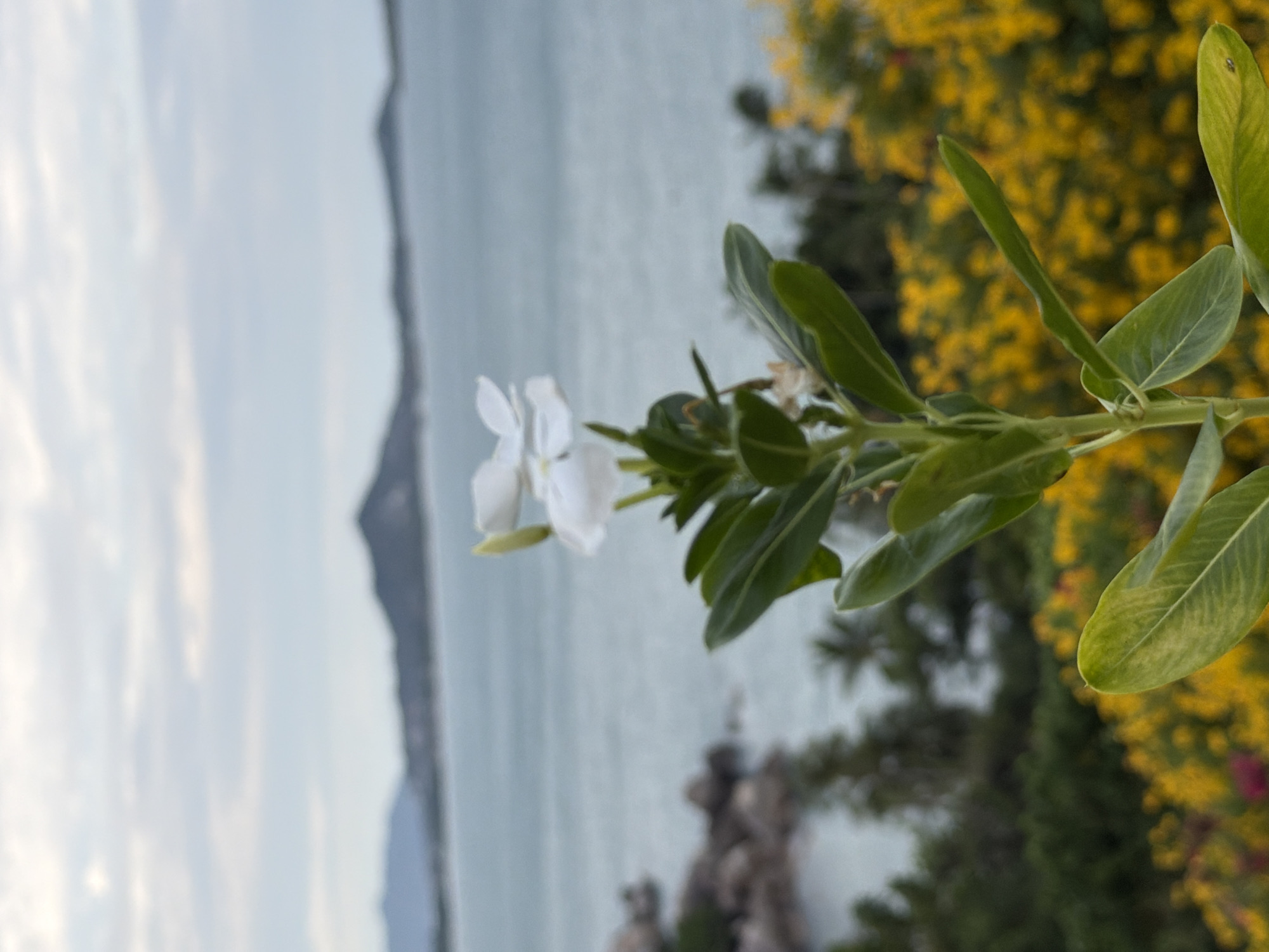 A close-up shot focuses on a white flower with five petals and green leaves, its stem rising vertically against a blurred background. The backdrop reveals a serene ocean under a cloudy sky, with mountains visible in the distance. In the foreground, a dense patch of yellow flowers adds a vibrant contrast to the scene. The image appears to be taken in the Ko Samui District of Thailand, known for its beautiful beaches, lush tropical landscapes, and vibrant flora.