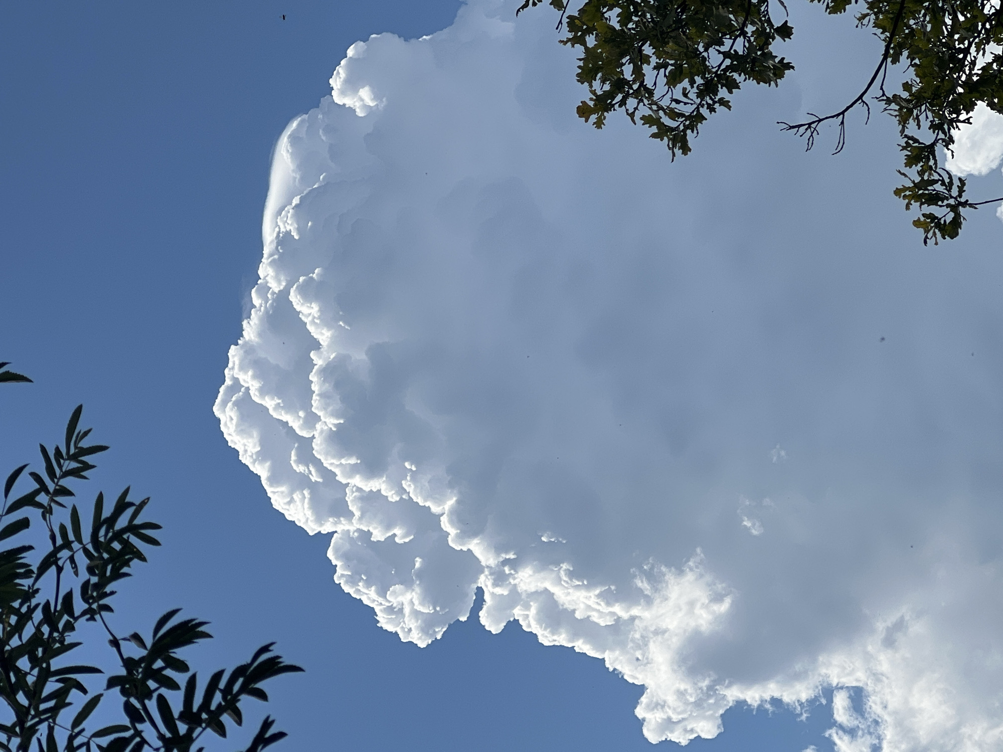 A cumulus cloud formation dominates the center of the image, its white, billowy texture catching the sunlight against a clear blue sky. The cloud rises vertically, with intricate details and shadowed crevices. In the upper left and lower right corners, dark green leaves and branches of trees frame the sky. A faint, indistinct object, possibly a bird or insect, is visible in the upper right quadrant of the sky. The overall scene suggests a bright, possibly warm day with a large cloud developing. This image was captured in Mochishche, Russia.