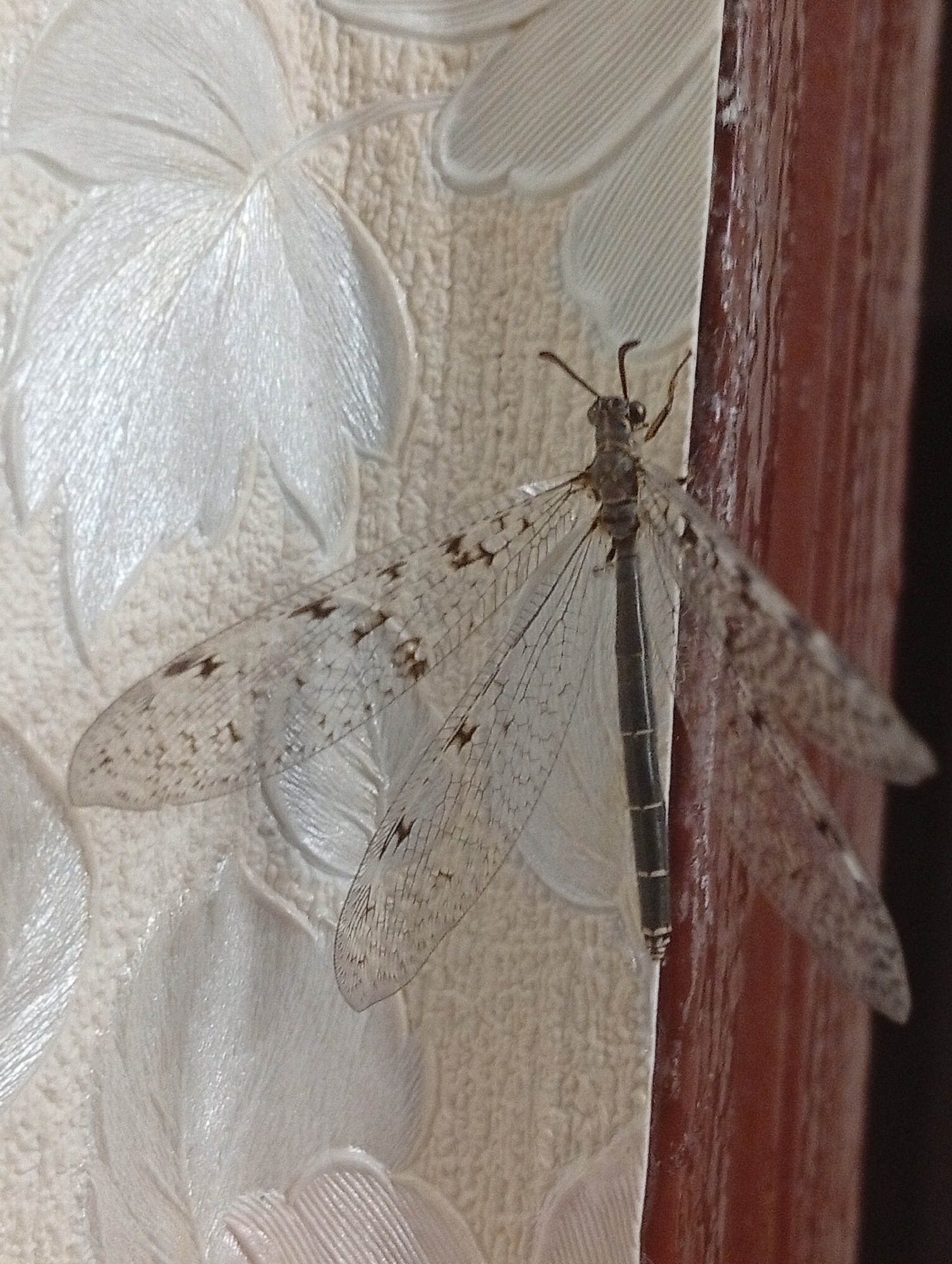 A close-up, eye-level, outdoor shot shows a lacewing insect perched vertically on a textured, cream-colored surface with a raised leaf pattern. The lacewing is positioned to the right of the frame, with its body oriented vertically. It has a slender, dark grey body with segmented markings and two pairs of translucent, veined wings that are spread wide. The wings are adorned with numerous small, dark brown spots and blotches. The lacewing's head is small and grey with two prominent black eyes and two thin antennae extending upwards. To the right of the lacewing, a dark reddish-brown, vertical surface, possibly a wooden frame or doorjamb, is visible. The background is the textured cream surface with raised white leaf-like patterns.