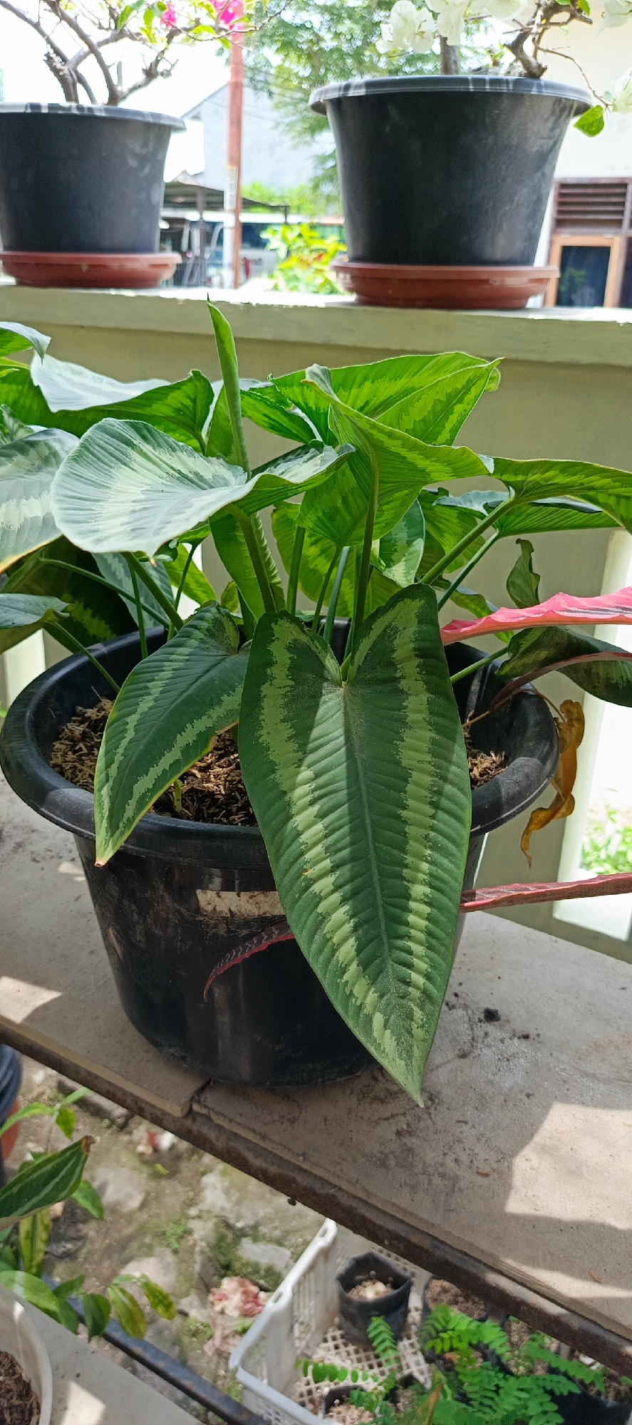 The image depicts a potted plant with large, heart-shaped leaves exhibiting a striking pattern of light and dark green stripes. The plant is housed in a black plastic pot filled with soil. In the background, out of focus, are other potted plants, including one with white flowers and another with pink flowers. The scene appears to be outdoors, possibly on a balcony or ledge, with a building and vegetation visible in the distance. The lighting suggests it is daytime. This scene is located in the city of Pasi Rawa, Indonesia.