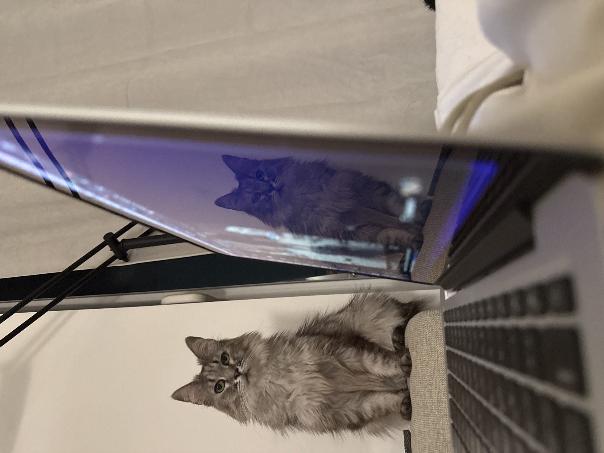 A fluffy, long-haired gray cat with green eyes sits on a light-colored cushion in front of a laptop. The cat is facing the camera, looking directly at the viewer with a neutral expression. The laptop's screen reflects the cat, creating a mirrored image. The background is out of focus, showing a white curtain or wall and what appears to be a window or frame. The scene suggests a domestic indoor setting.
