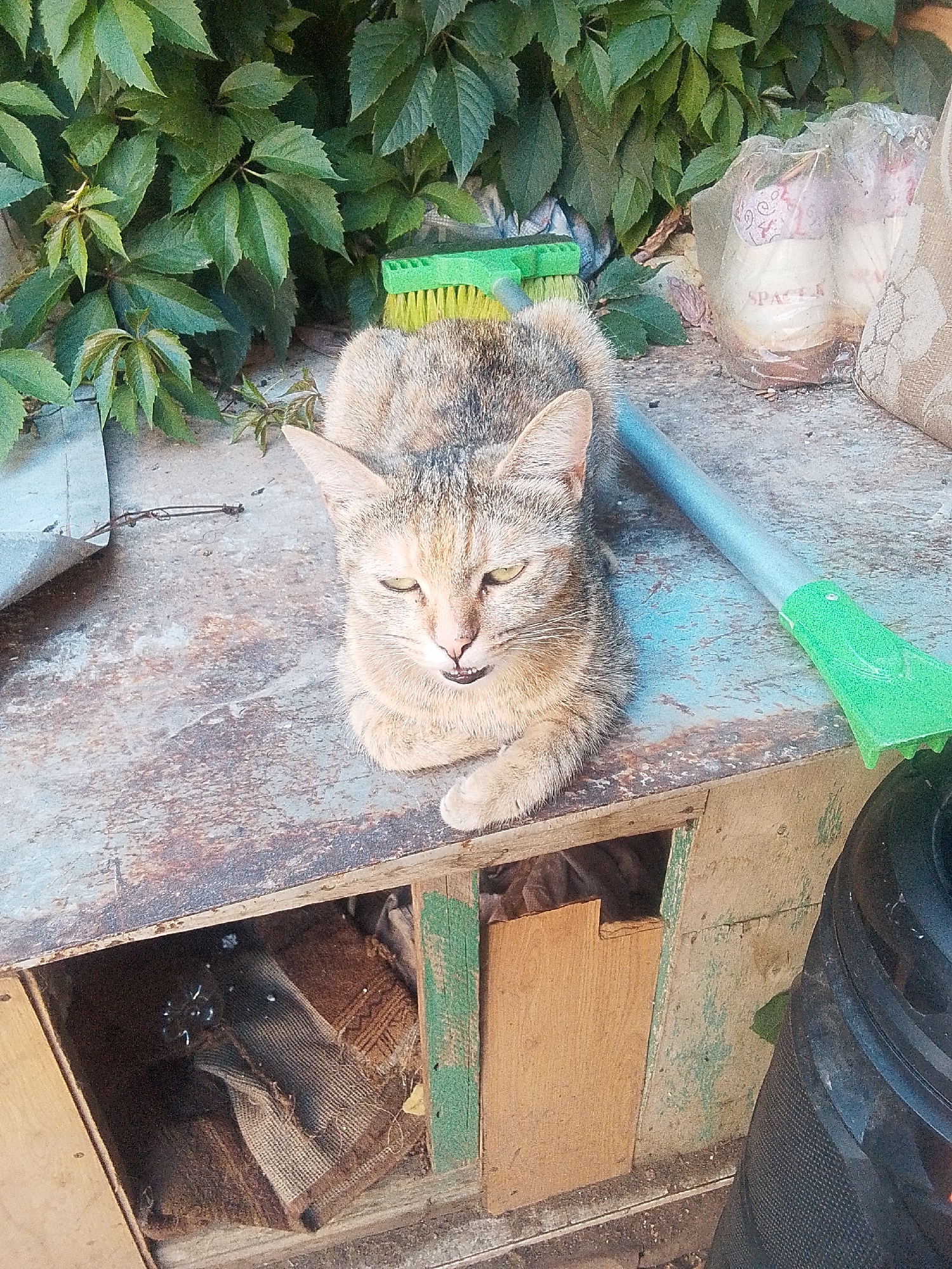 Memory