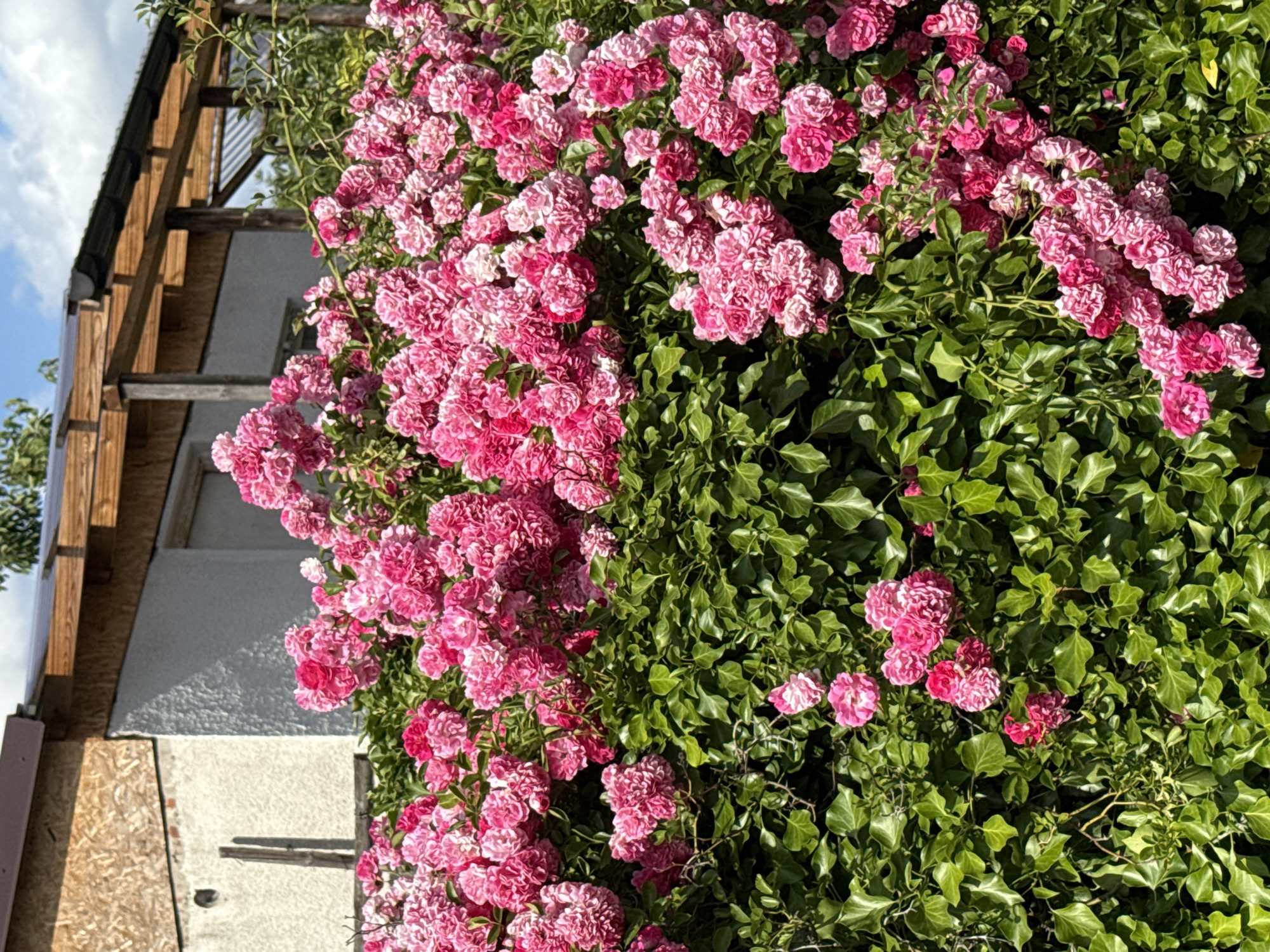 The image shows a close-up view of a dense hedge of pink roses, with a building and a wooden structure visible in the background. The building appears to be partially covered with plywood, suggesting it might be under construction or renovation. The wooden structure, with its exposed beams and translucent roof panels, could be a pergola or a covered patio. The sky above is partly cloudy. The scene appears to be outdoors, likely in a garden or yard. The specific location in Szczecin, Poland, cannot be determined from the image alone. There are no people or animals present in the photograph.