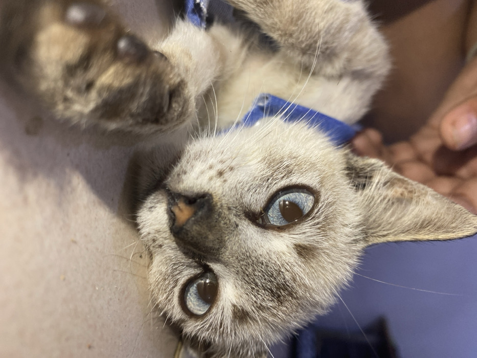 A close-up, slightly tilted shot features a lynx point kitten with striking blue eyes. The kitten is light gray with darker gray point coloration on its face, ears, and paws. It wears a blue collar. The nose is a pinkish-brown. Details like individual whiskers and fur texture are visible. The background is somewhat blurred, with glimpses of a person's hand and clothing.