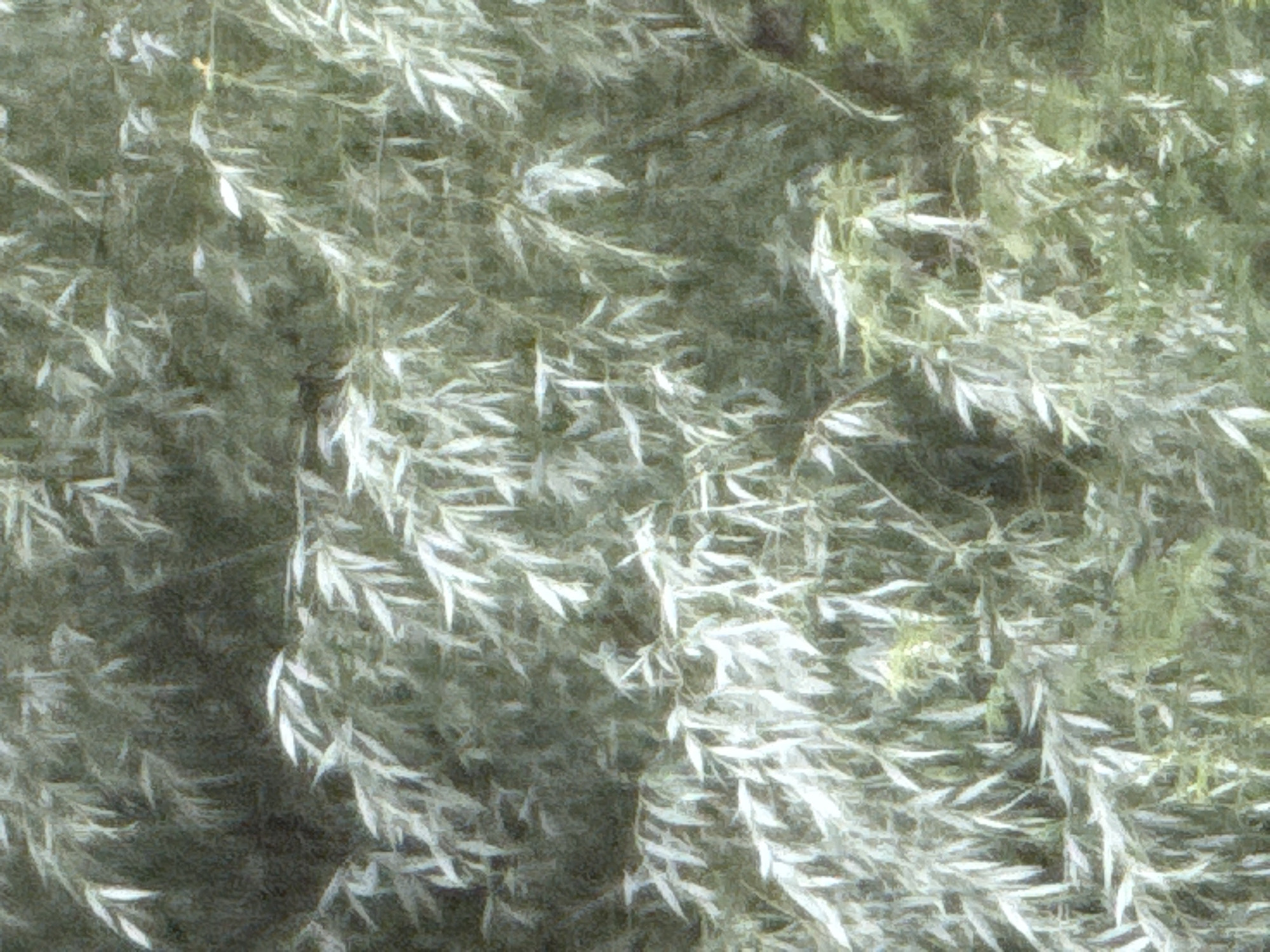 The image depicts a close-up view of foliage, characterized by numerous elongated, light-colored leaves against a darker, muted green background. The texture suggests a painterly or slightly blurred effect, obscuring fine details of individual leaves and branches. The overall impression is of a dense, leafy growth, possibly a tree or shrub, with a focus on the way light catches on the leaves. No specific urban or natural landmarks are discernible, and the image does not contain any information to place it in Морозовка, Russia.