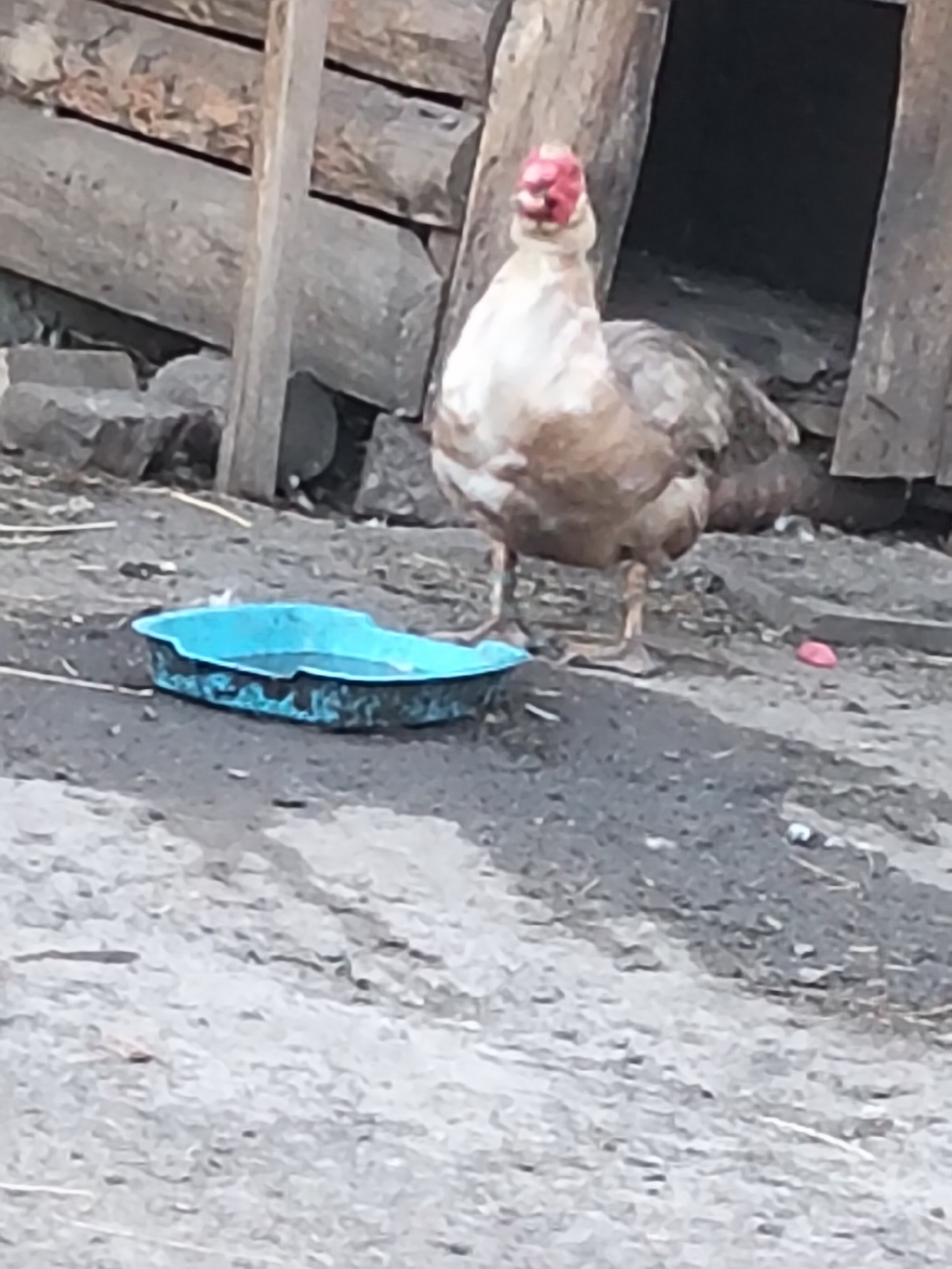An outdoor, eye-level, slightly blurry, medium shot captures a Muscovy duck standing in a dirt yard near a rustic wooden structure. The duck, facing the camera with its head tilted slightly upward, has mottled brown and white plumage and a bright red caruncle on its face. In front of the duck is a shallow, bright blue plastic water dish, partially filled. The background shows a rough, wooden shelter made of logs and planks, with an open dark doorway. The ground is composed of dirt and small stones, with some scattered straw. The overall impression is a rural or farm setting. The location of Ustyvytsia, Ukraine, is provided contextually, but not visually represented in the image itself.