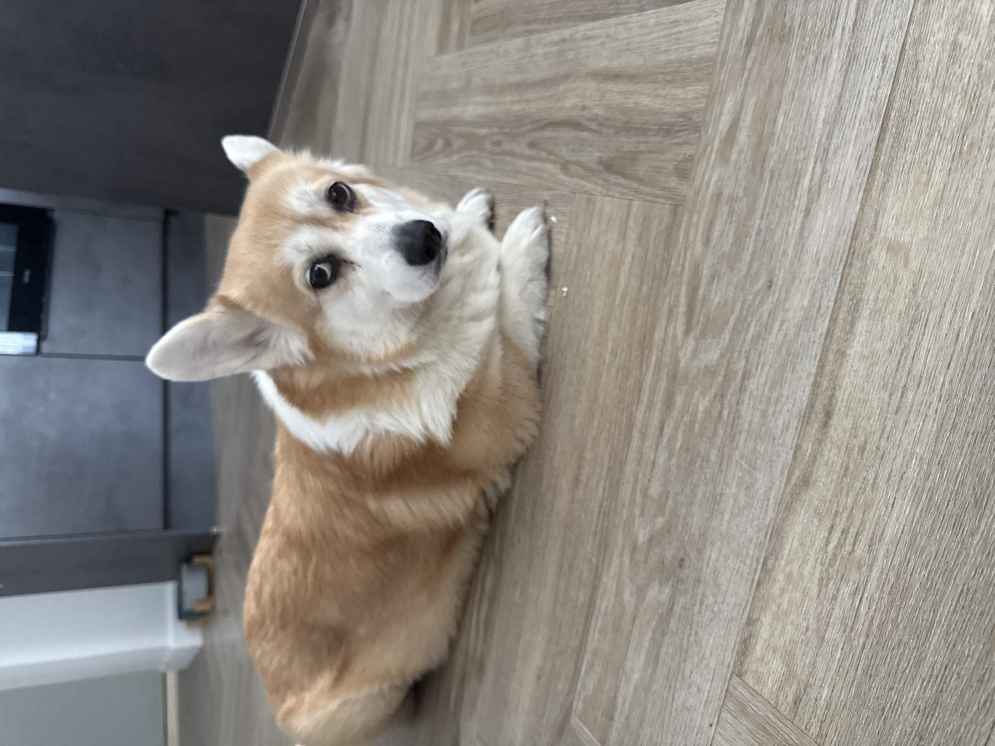 An attentive corgi dog lies on a light-colored wooden floor, looking directly upwards at the camera. The dog has tan and white fur, characteristic of the breed, with upright ears and wide, dark eyes conveying curiosity or alertness. Its front paws are tucked in front of its body.
The setting appears to be indoors, likely a home in Krasnoyarsk, Russia. The floor is made of light greyish-brown wooden planks, possibly laminate or engineered wood, with visible grain patterns. In the upper left portion of the image, part of a dark, presumably kitchen, cabinet or countertop is visible, with a white baseboard or trim running underneath it. The lighting suggests daytime conditions. There is a small, white, indistinct fleck on the floor near the dog's right paw. No text is visible in the image.