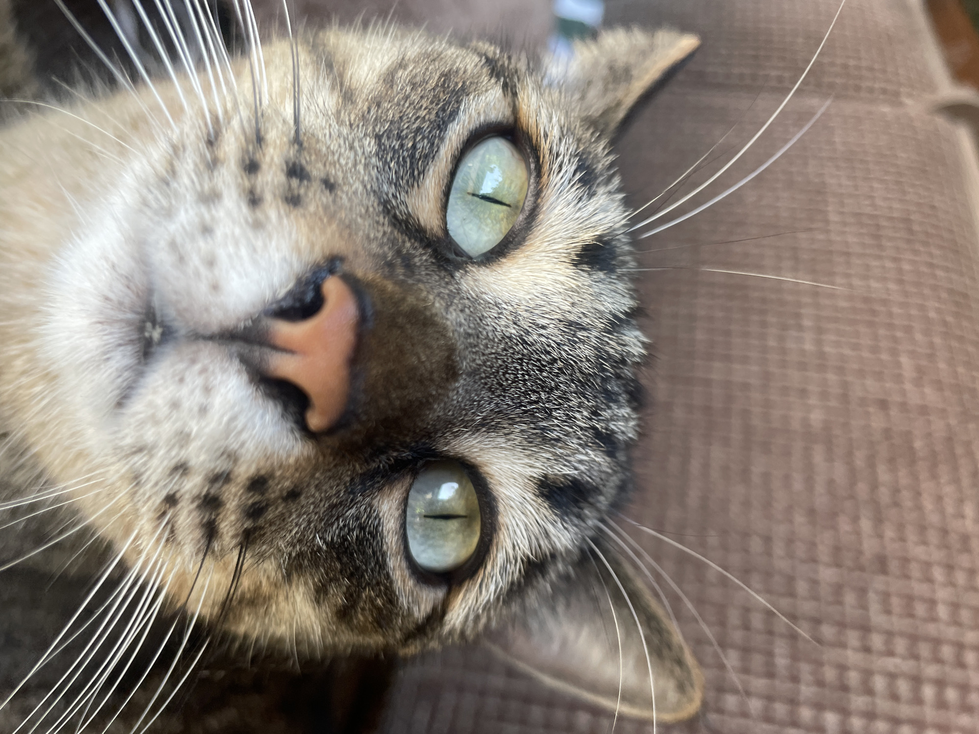 A close-up, low-angle shot captures the face of a tabby cat. The cat's head is tilted slightly upwards, filling most of the frame. Its eyes, large and a striking pale green with vertical black pupils, are focused directly at the camera. The fur exhibits the typical tabby pattern of brown, black, and gray stripes. White whiskers fan out prominently from the sides of its muzzle, and a pink nose is visible in the center of its face. The background is a soft, out-of-focus brown, textured material, likely upholstery. The image is cropped tightly on the cat's face, with only the upper parts of its ears visible at the top edges. There is no information in the image to suggest a location in Almaty, Kazakhstan.