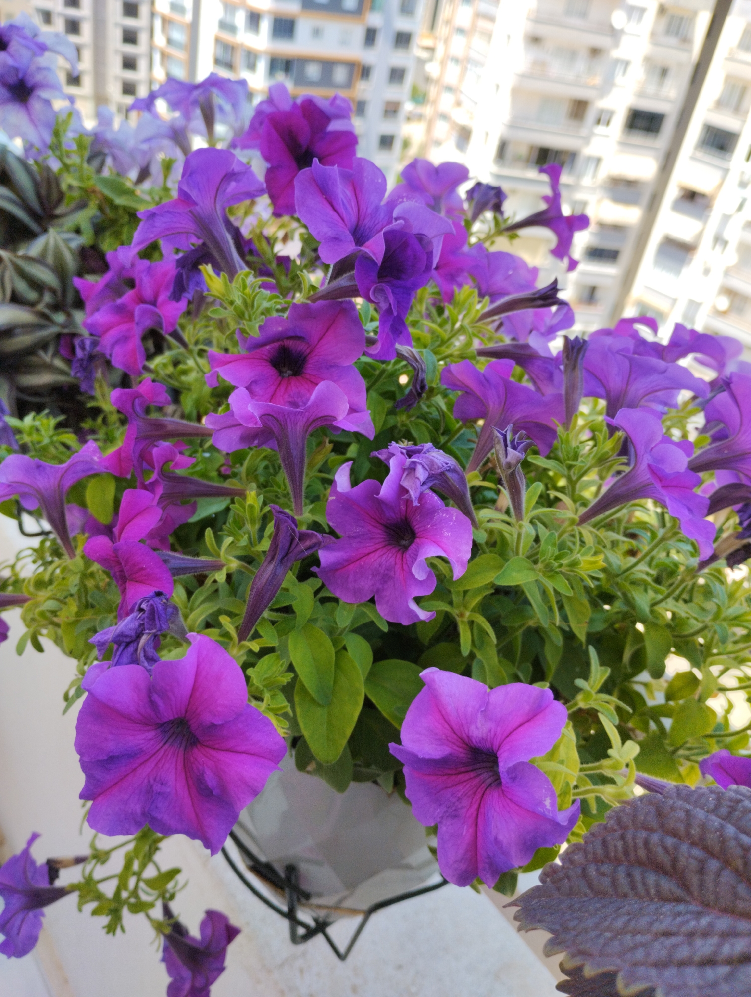 The image is a close-up, eye-level shot of a planter filled with vibrant purple petunias, set against a blurred background of light-colored buildings. The flowers are the main subject, with several blooms in various stages of opening and some wilted petals visible. The leaves are a healthy green, with some silvery variegated foliage also present. A portion of a dark, textured leaf from another plant is visible in the lower right corner. The planter itself is a light gray, with a black metal hanger visible. The urban setting is suggested by the multi-story buildings in the background, which appear to be apartments or offices. The lighting suggests it is daytime, possibly with bright sunlight casting some shadows. There are no people or animals in the frame. The scene is likely on a balcony or terrace, given the elevated perspective and the presence of the planter. The location is Mezitli, Turkey, indicating a Mediterranean climate, which is conducive to growing flowering plants like petunias.