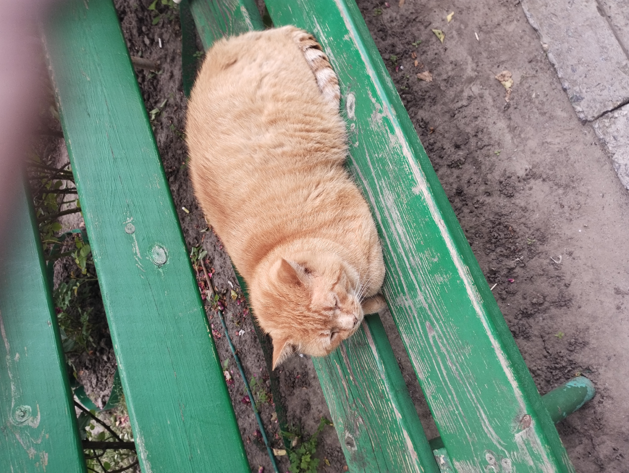 An orange cat is lying on a green wooden bench in a park. The bench is made of two planks and is positioned outdoors. The ground beneath the bench is covered in dirt and scattered leaves. In the background, there are some plants and shrubs. The cat is curled up and appears to be sleeping or resting, with its eyes closed. The scene is a typical outdoor setting, possibly in a public park or garden area.