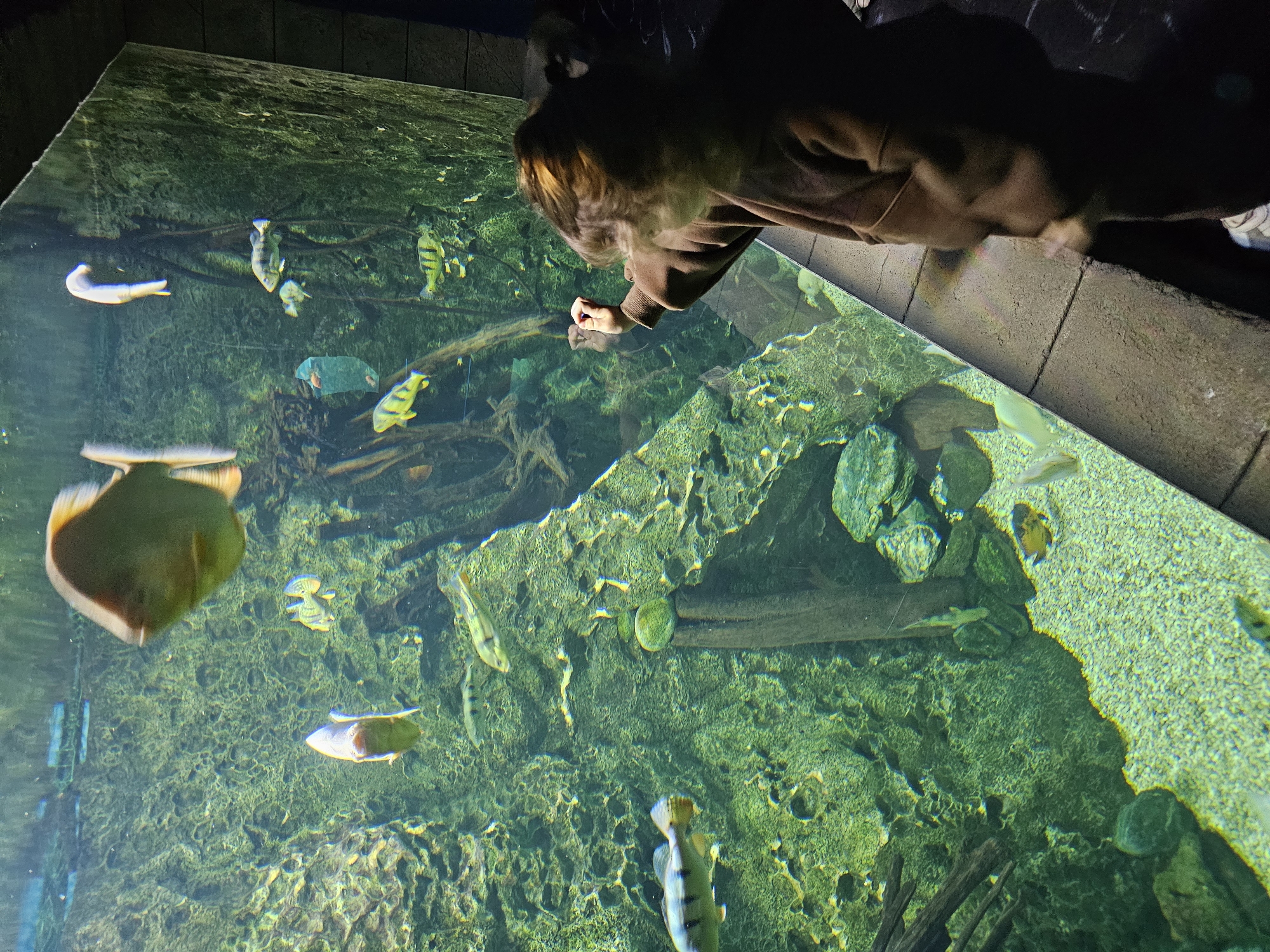 A tilted, slightly blurred medium shot shows a person interacting with an aquarium at the Crocus City Oceanarium in Khimki, Russia. The person, partially obscured, is wearing a brown jacket and stands at the edge of the tank, with one hand reaching towards the water. The aquarium contains various types of fish, including a large, round, gold-colored fish in the foreground and several smaller striped fish. The tank's interior is decorated with rocks, wood, and a green, textured background suggesting an underwater environment. The lighting is somewhat dim, creating shadows in the upper portions of the image.