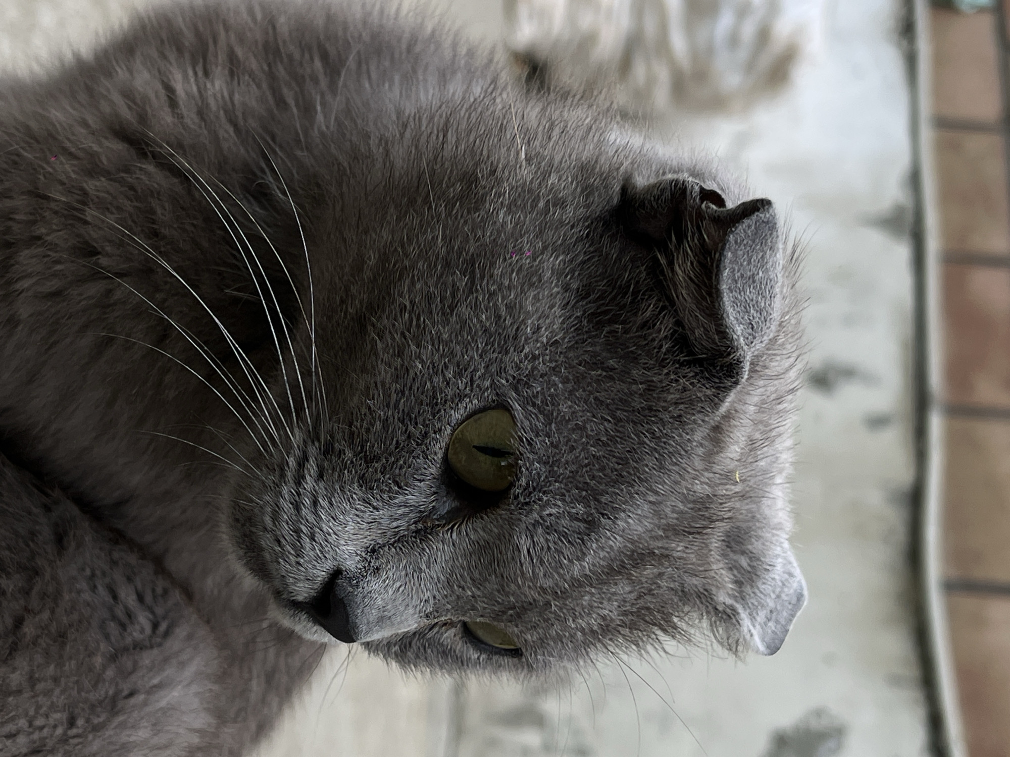 A close-up, eye-level outdoor shot focuses on the head and upper body of a grey Scottish Fold cat. The cat's fur is a medium grey, with subtle variations in shade. Its ears are folded forward, a characteristic of the breed. The cat's eyes are a striking green with slit pupils, and it is looking to the right of the frame. White whiskers extend from its muzzle. In the background, a blurry, light-colored object, possibly another animal or fabric, is visible to the left. Further back, a textured, light grey wall with a band of reddish-brown brickwork at the top creates a backdrop. The ground beneath the cat appears to be a neutral-toned surface, possibly concrete or dirt. There are no people present, and no specific location in Novopokrovskaya, Russia can be identified from the image.
